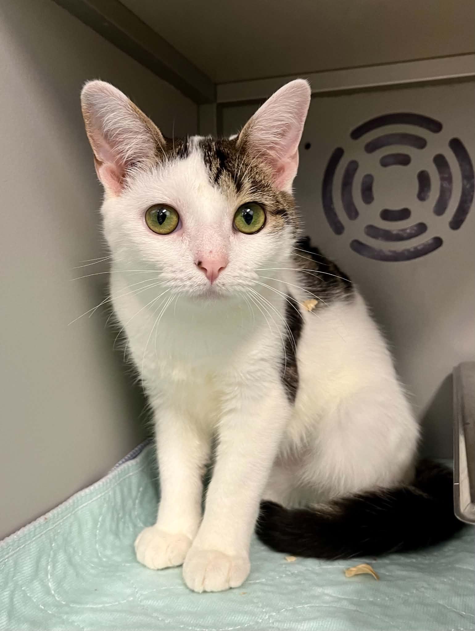 Catniss Everclean, Adoptable, Young Female Domestic Short Hair.