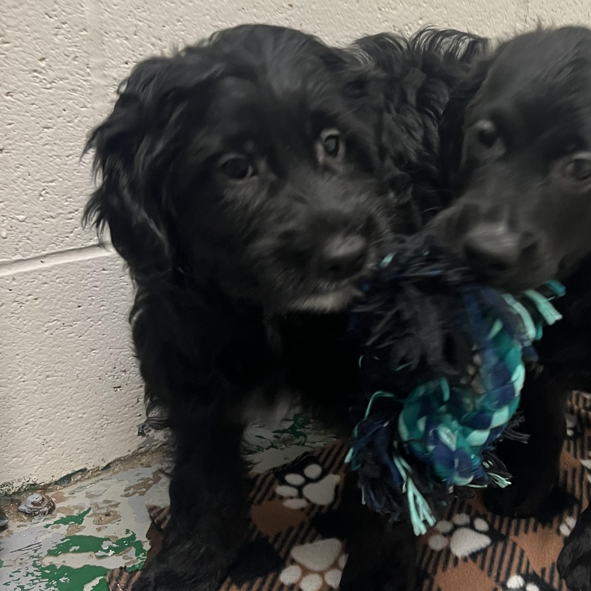 Chillax, adopted, Puppy Male Labrador Retriever & Portuguese Water Dog.