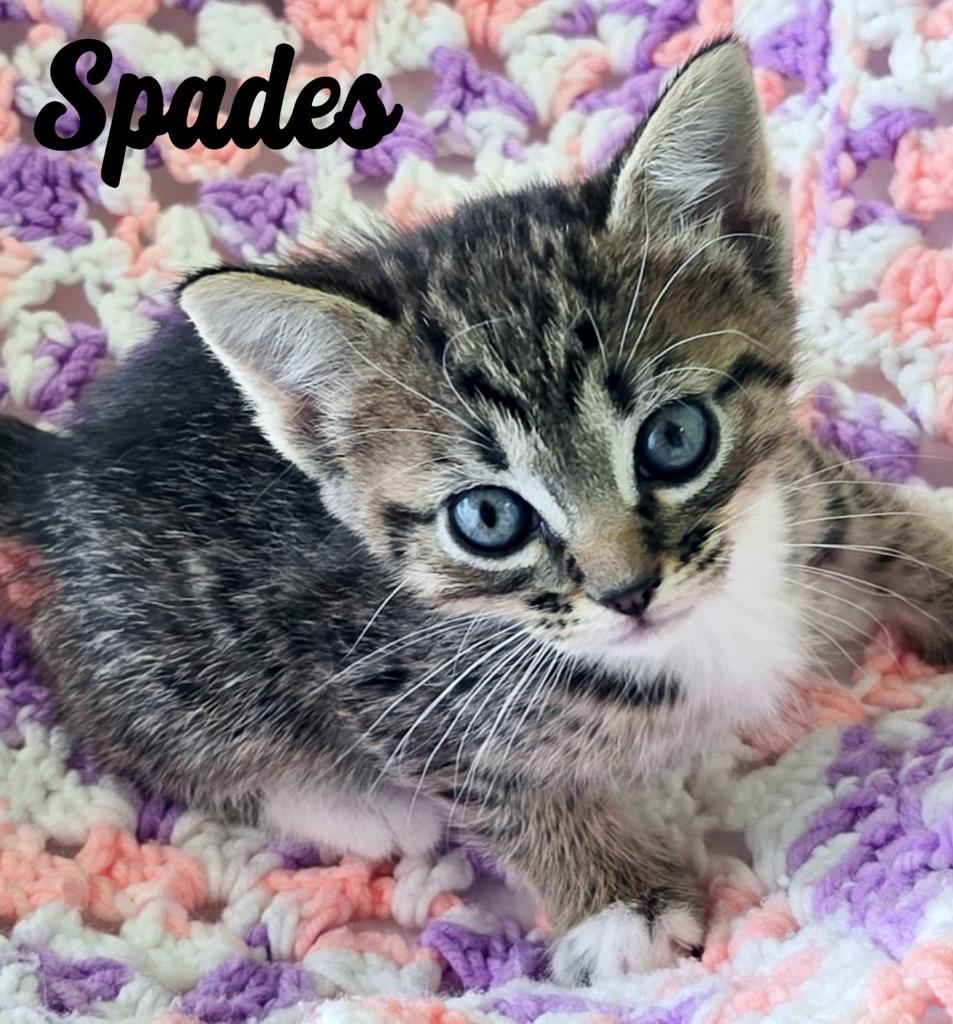 Spades, Adopted, Kitten Female Domestic Short Hair.