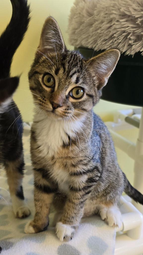 Enlarge Spades, a Adopted mixed breed in Blountville, TN image 2/2