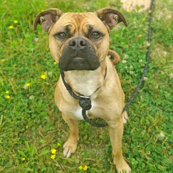 Enlarge Madonna, a Adoptable Terrier in Springdale, AR image 2/6