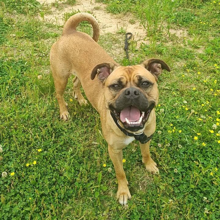 Enlarge Madonna, a Adoptable Terrier in Springdale, AR image 3/6