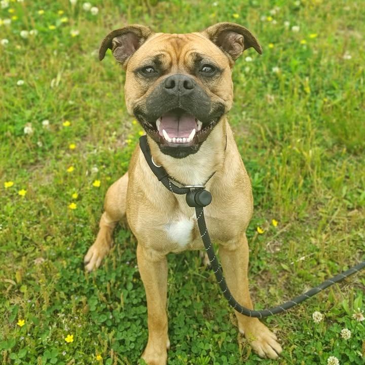 Enlarge Madonna, a Adoptable Terrier in Springdale, AR image 6/6