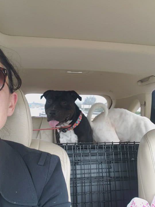 Enlarge Opal, a Adopted Pit Bull Terrier in Thousand Oaks, CA video 1/6