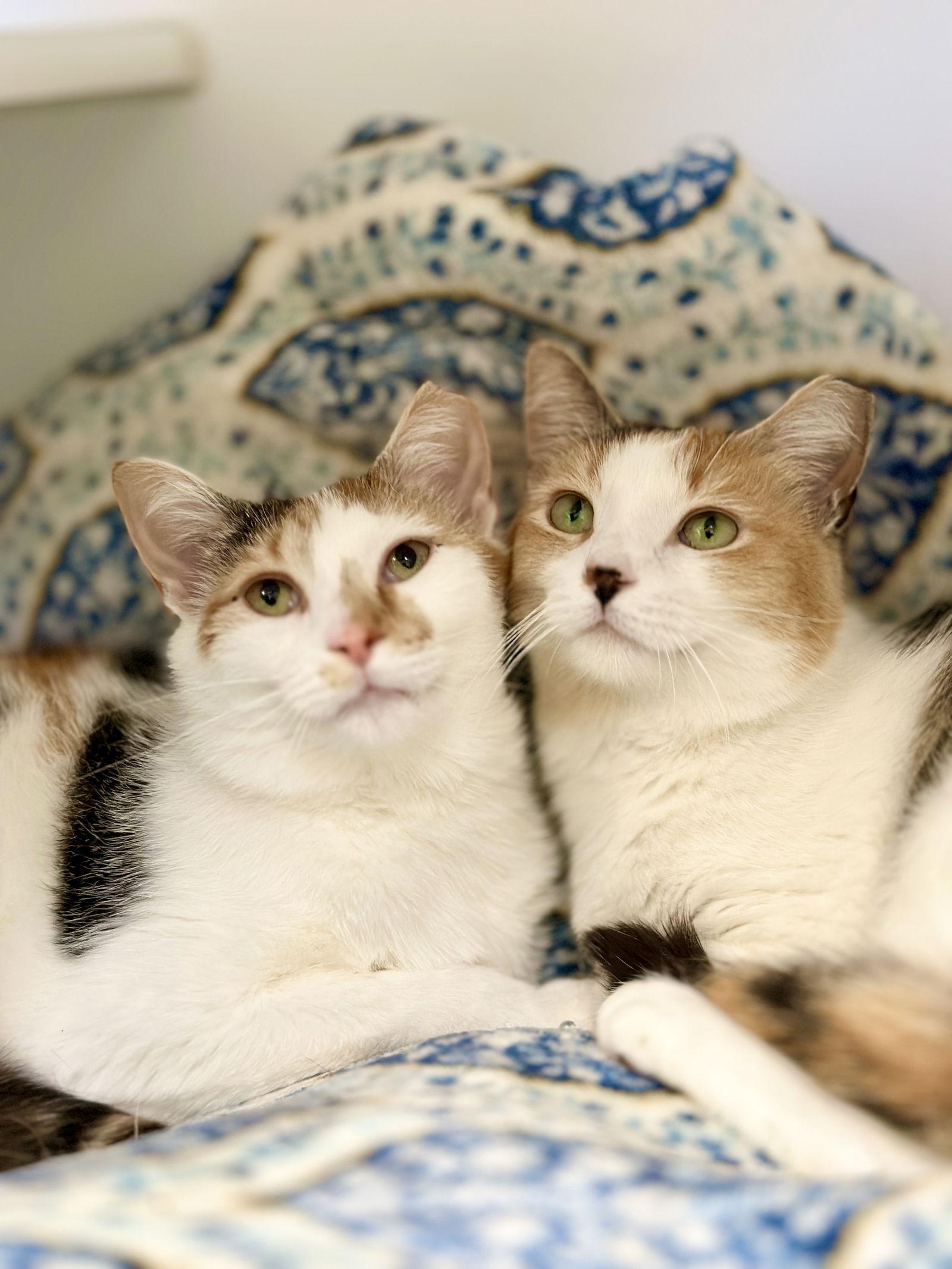 Bea (Prev. Sweet Girl), Adopted, Adult Female Domestic Short Hair.