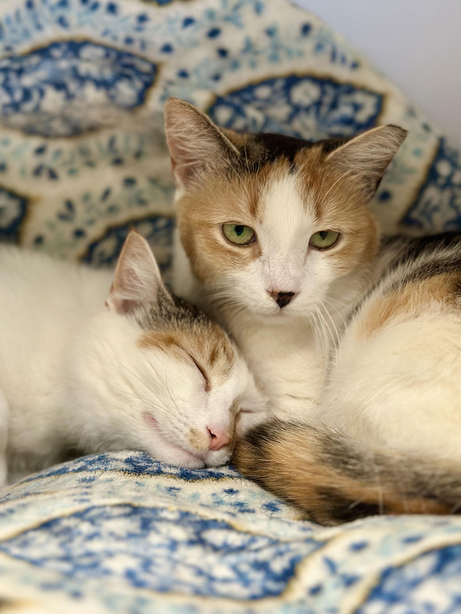 Enlarge Bea (Prev. Sweet Girl), a Adopted Domestic Short Hair in West Cornwall, CT image 2/3