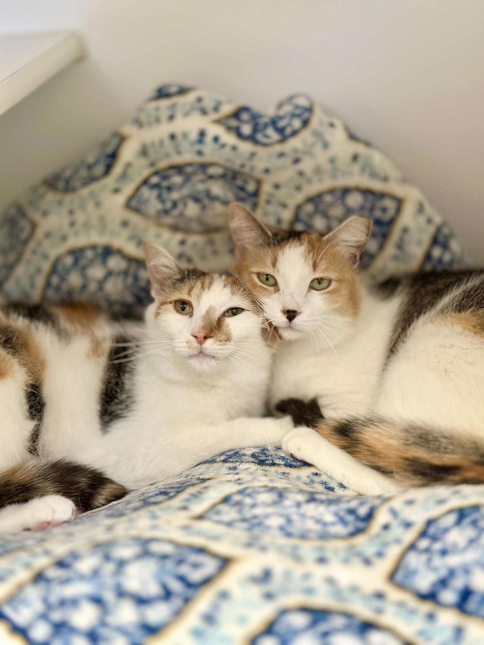 Enlarge Bea (Prev. Sweet Girl), a Adopted Domestic Short Hair in West Cornwall, CT image 3/3