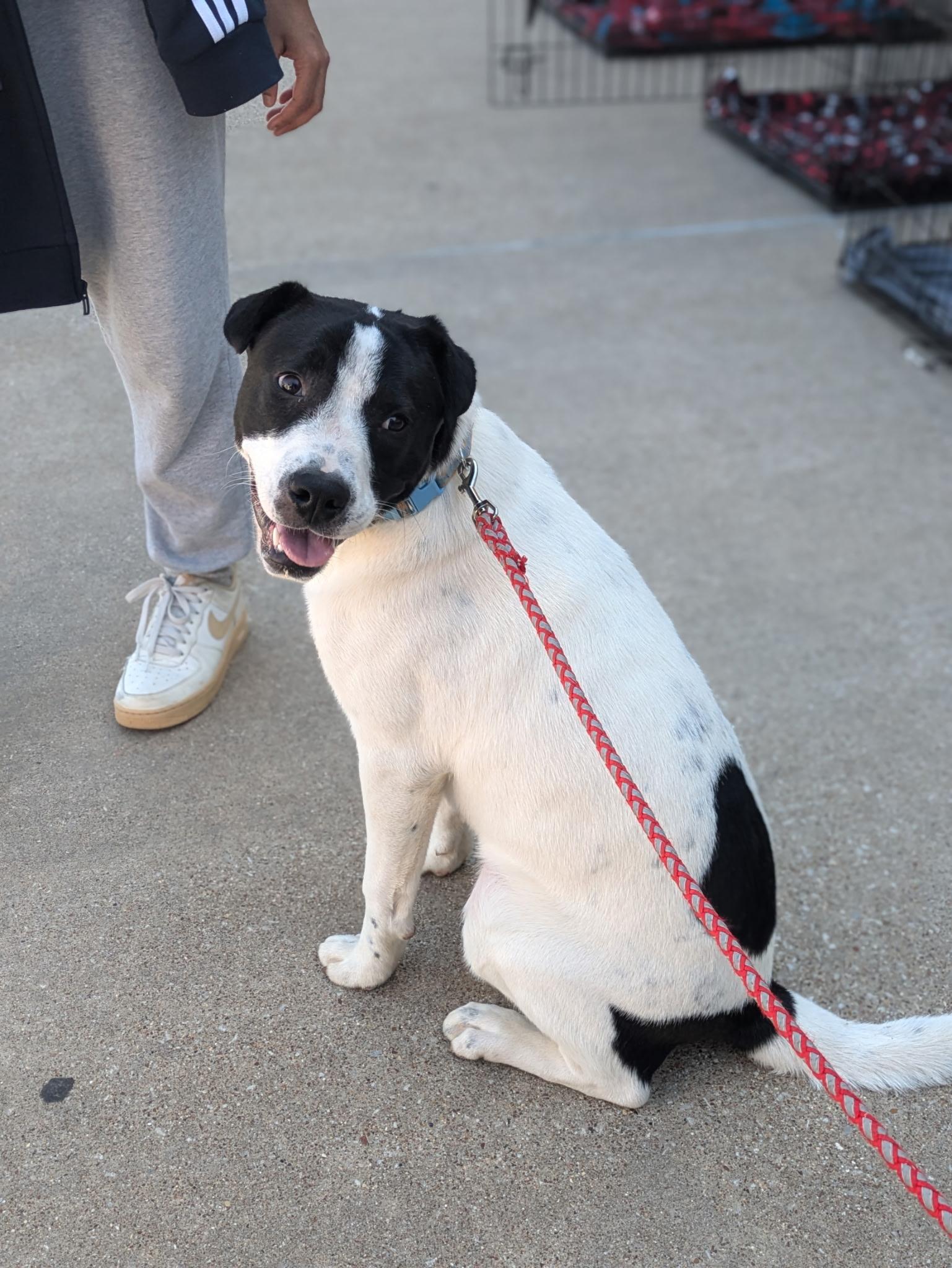 Ronnie " Male Snuggle Bug Lab Mix, Adoption Fee Sponsored " photo 2
