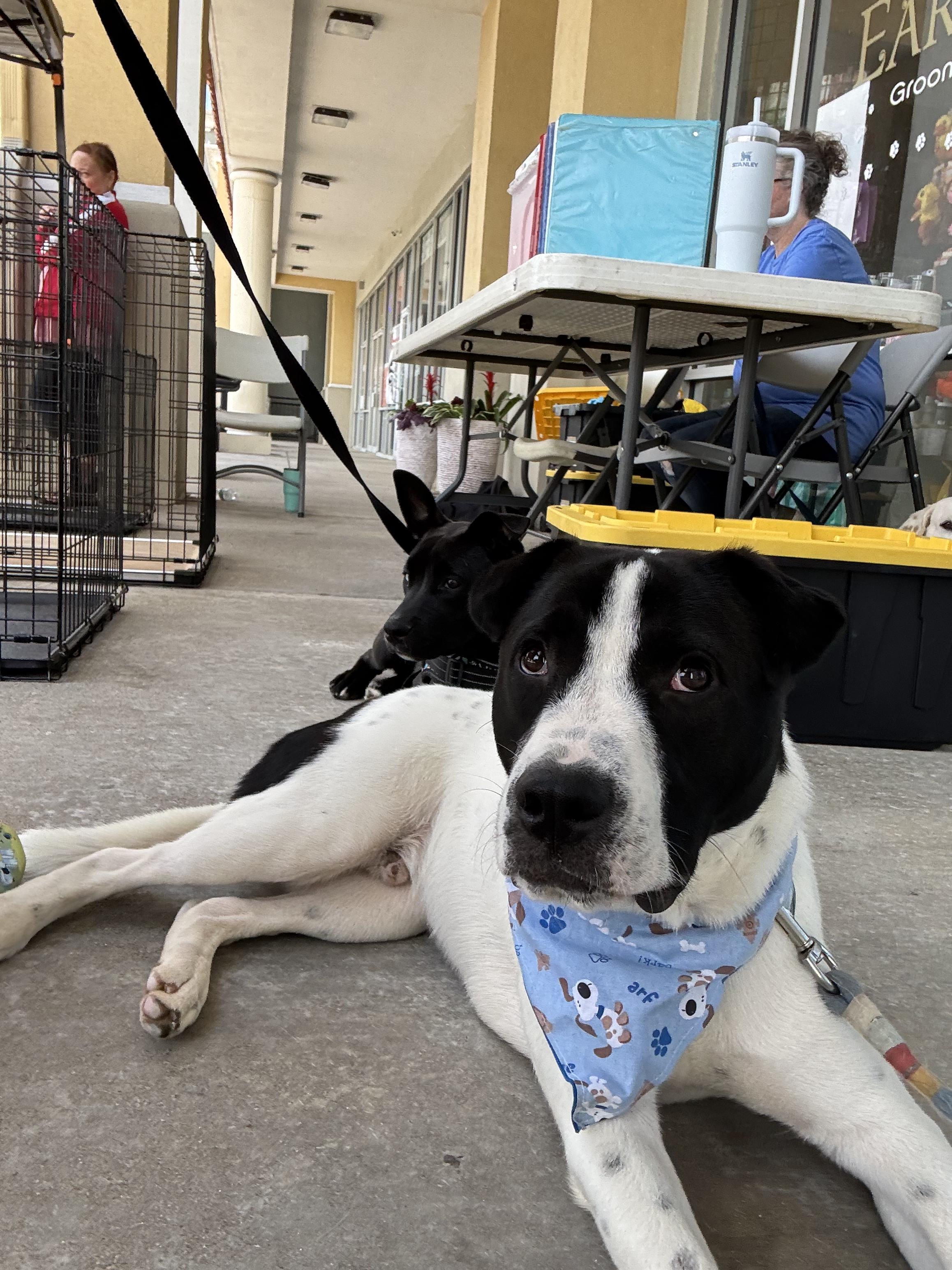 Ronnie " Male Snuggle Bug Lab Mix, Adoption Fee Sponsored " photo 3