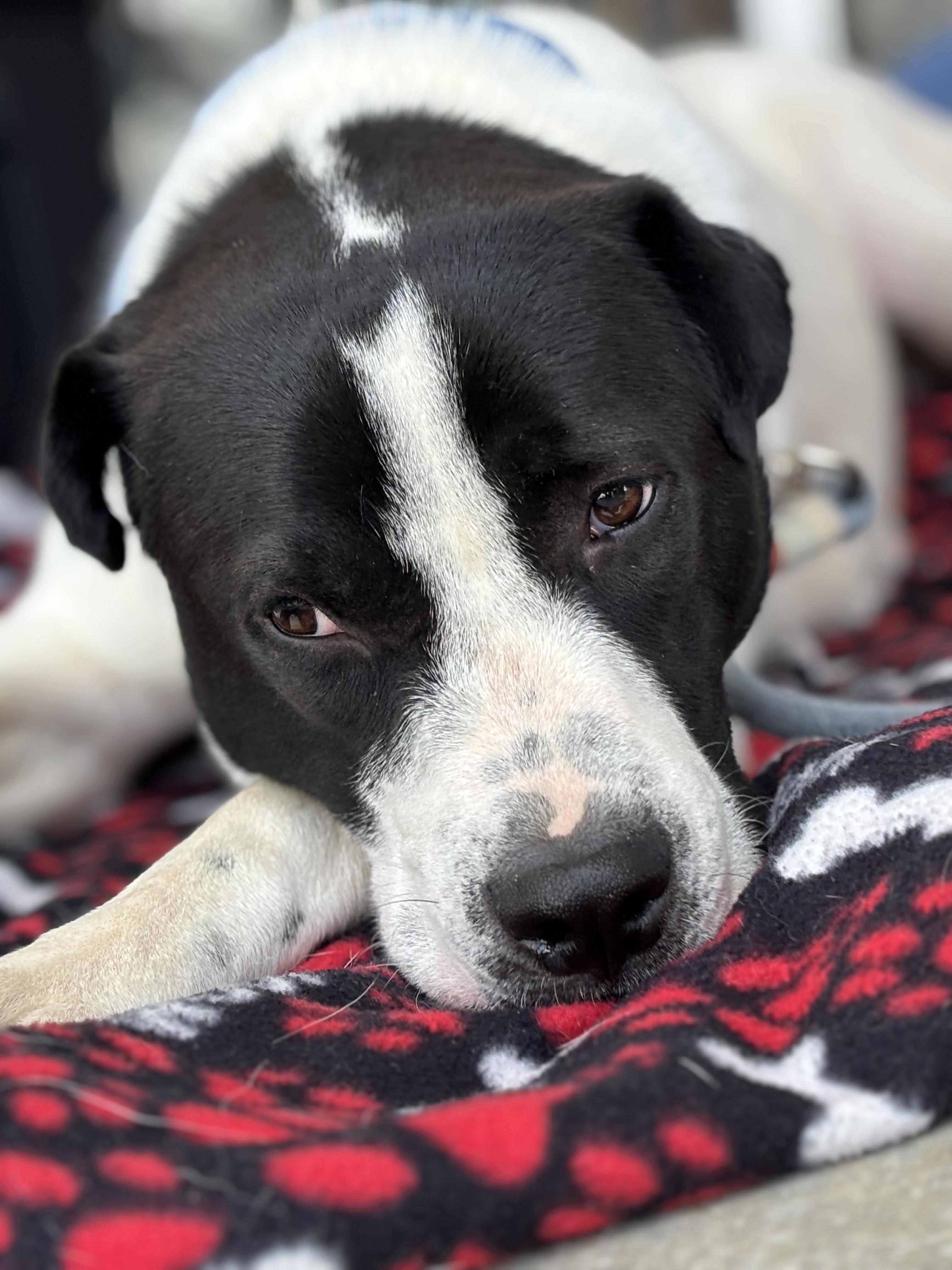 Ronnie "  Male Snuggle Bug Lab Mix, Adoption Fee Sponsored ", Young Male unknown