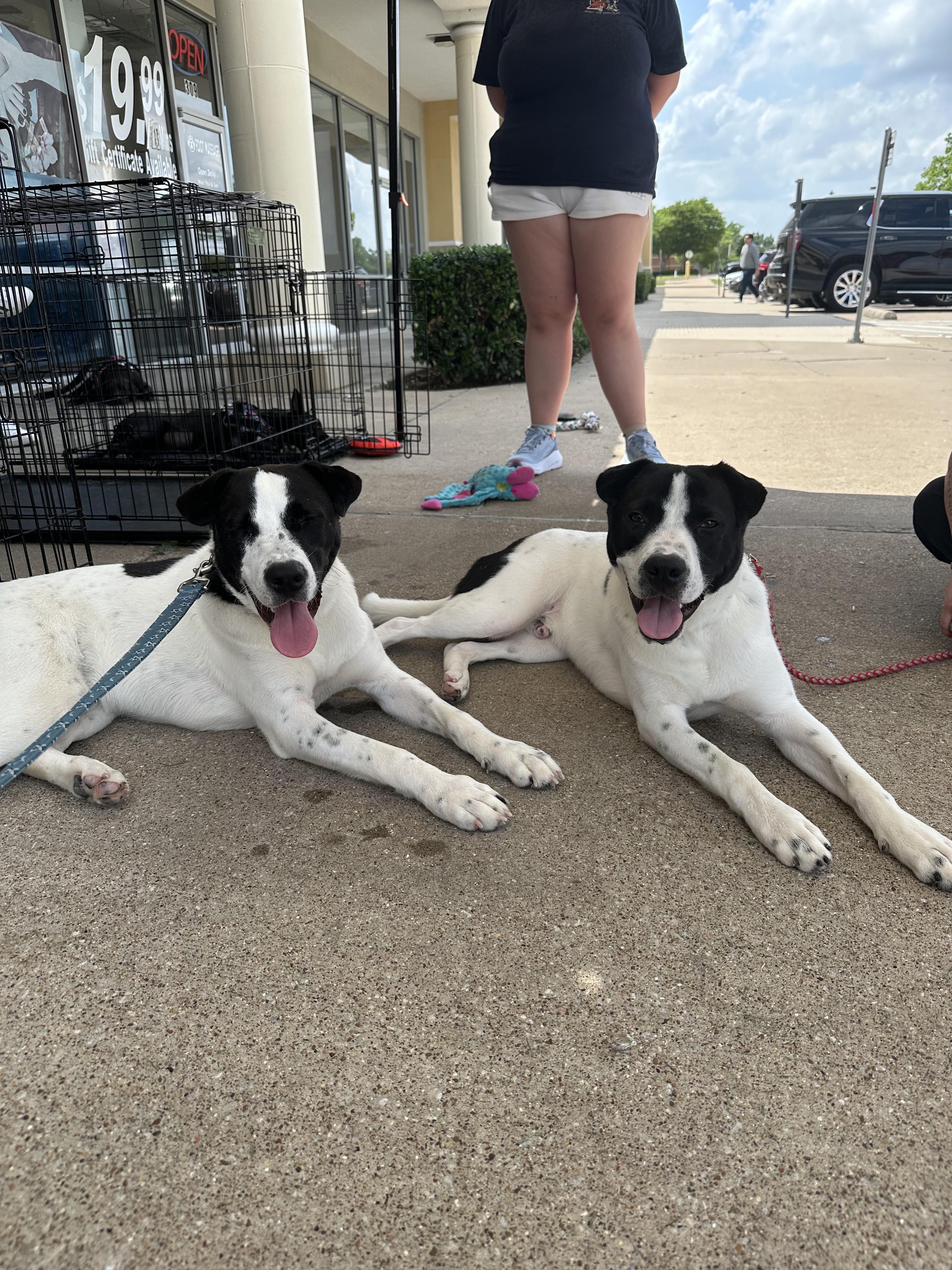 Ronnie " Male Snuggle Bug Lab Mix, Adoption Fee Sponsored " photo 4