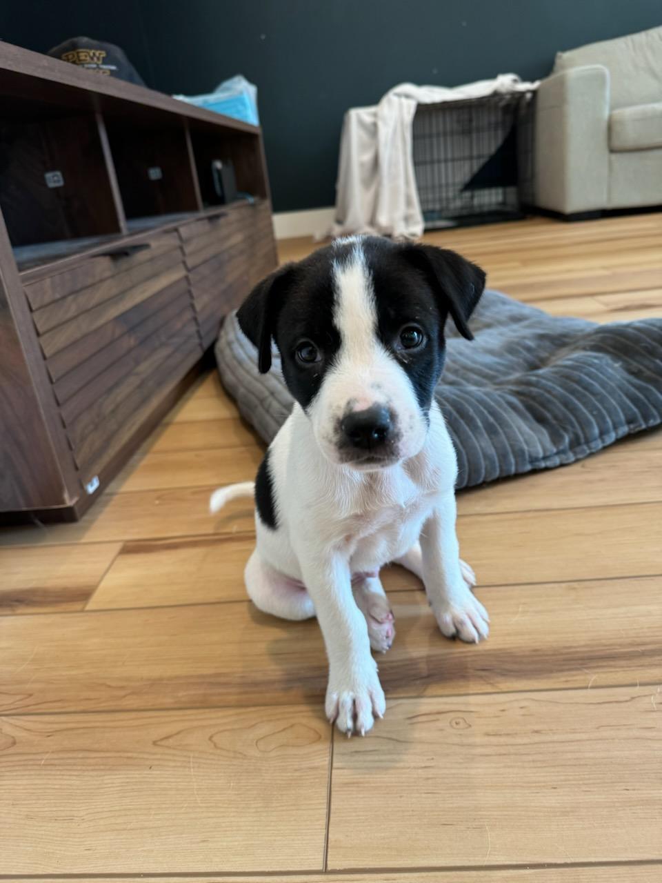 Ronnie " Male Snuggle Bug Lab Mix, Adoption Fee Sponsored " photo 6