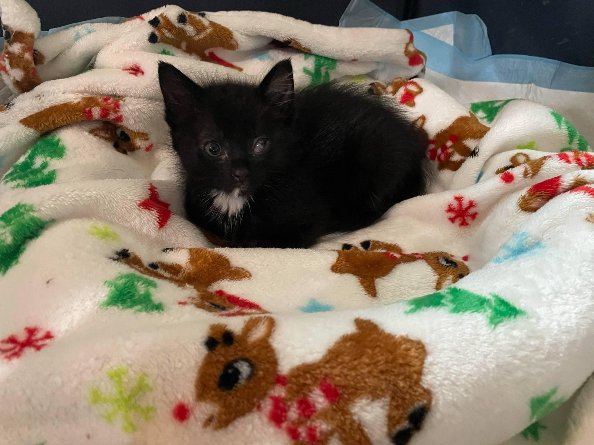Ian, Baby Male Tuxedo