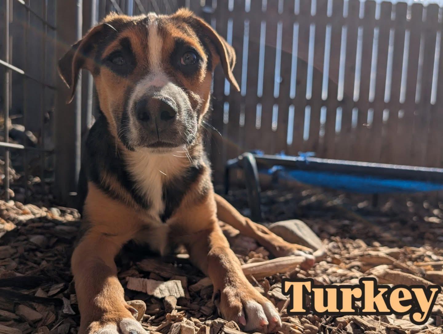 Turkey, Adoptable, Puppy Female Australian Shepherd & Australian Cattle Dog / Blue Heeler.