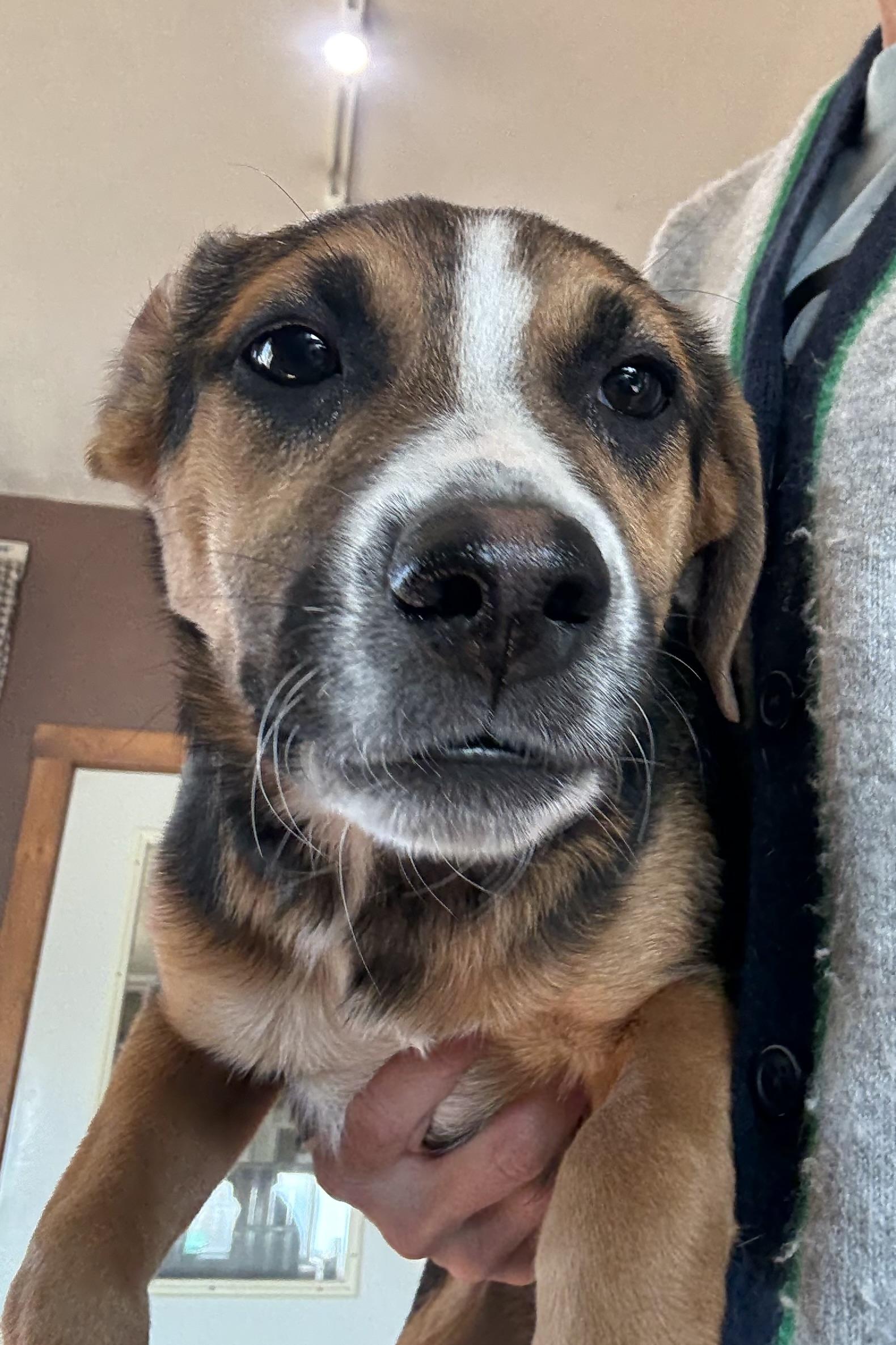 Enlarge Turkey, a Adoptable mixed breed in Crested Butte , CO image 2/2