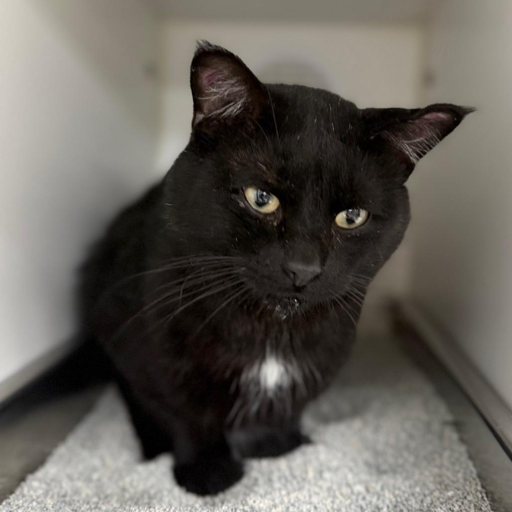 Louie, Adoptable, Adult Male Domestic Short Hair.