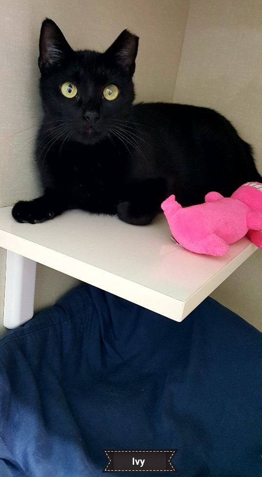 Ivy, Adoptable, Adult Female Domestic Short Hair.
