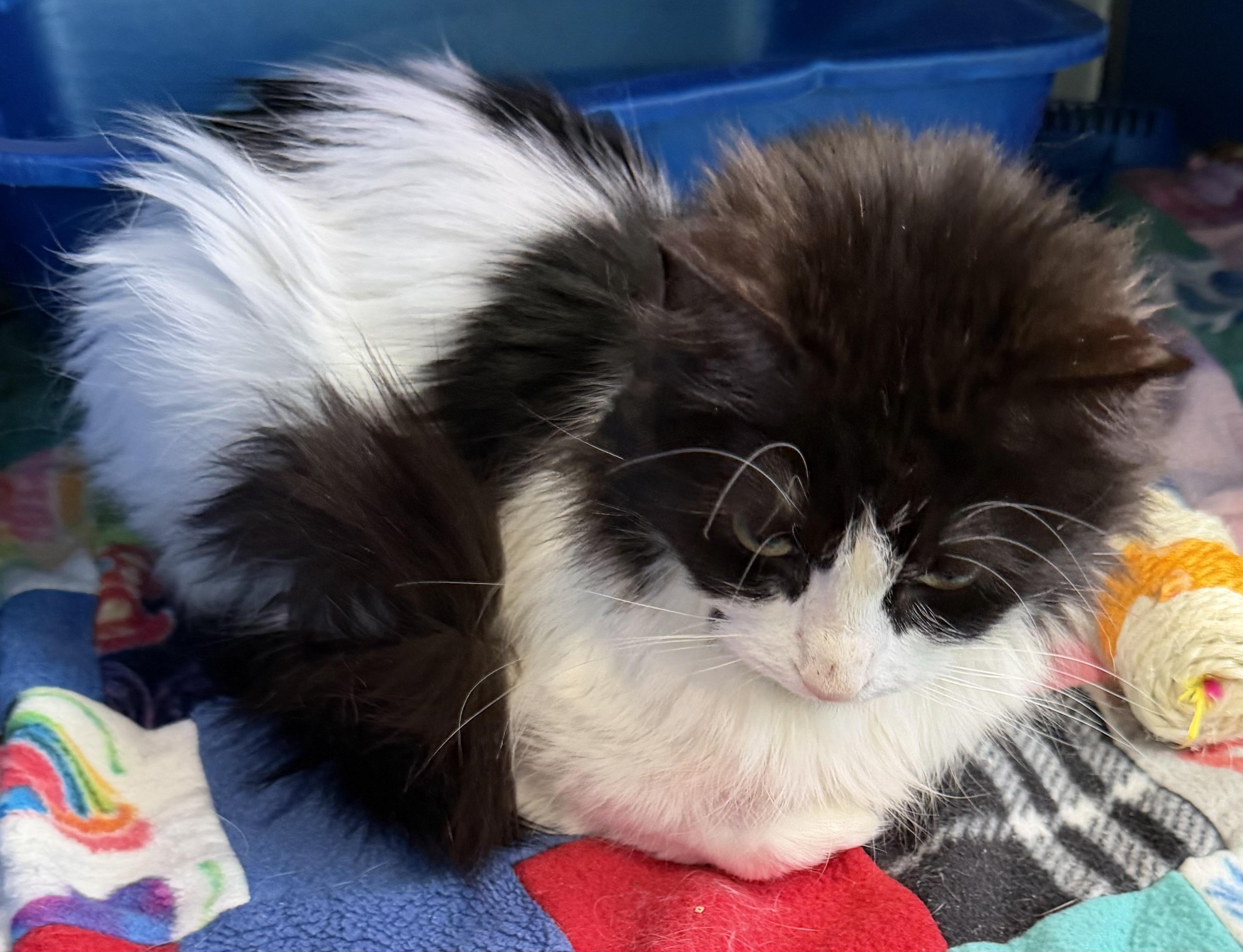 Enlarge Baxter, an adopted Domestic Medium Hair in Sault Sainte Marie, MI image 2/2