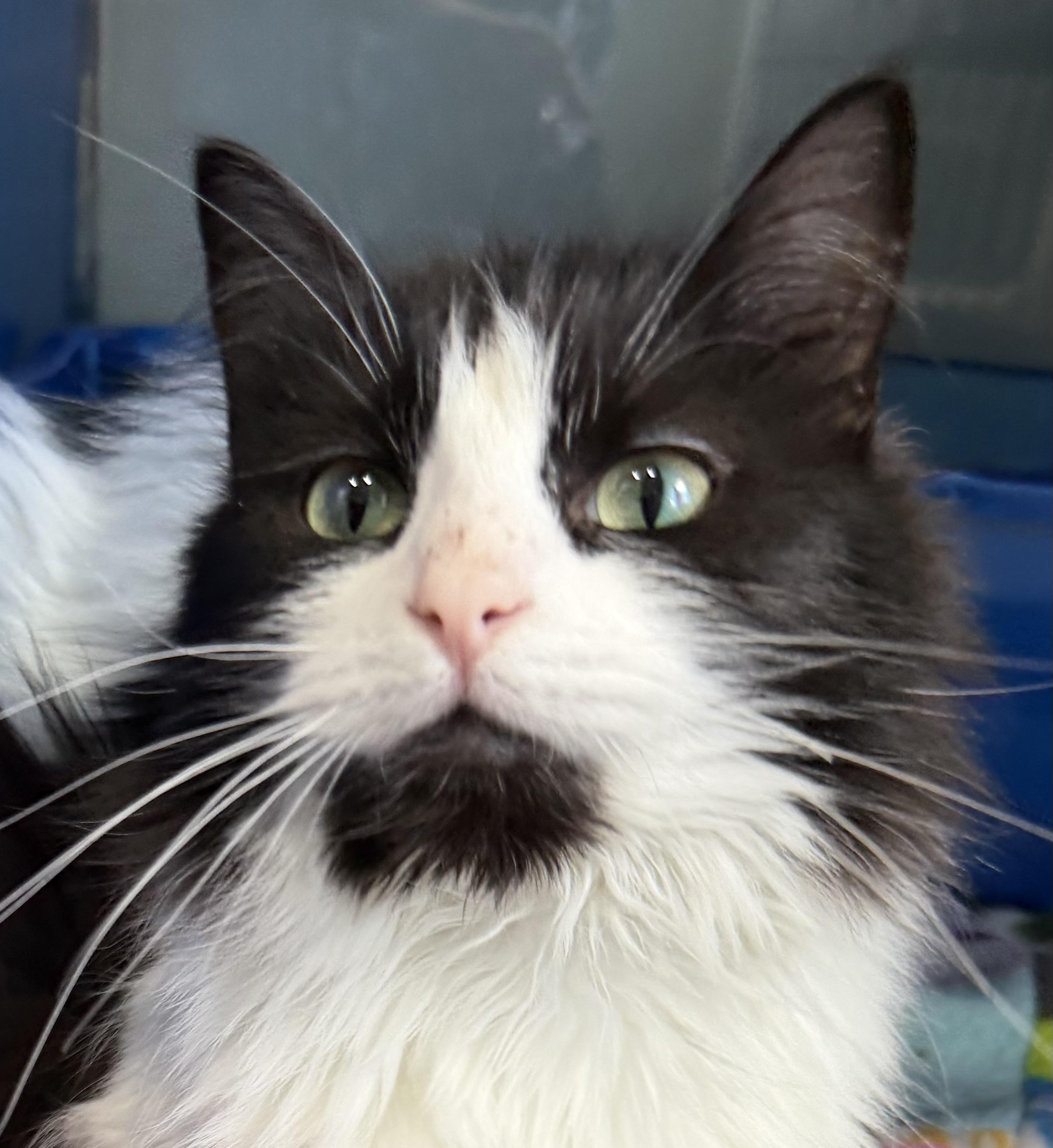 Enlarge Baxter, an adopted Domestic Medium Hair in Sault Sainte Marie, MI image 1/2