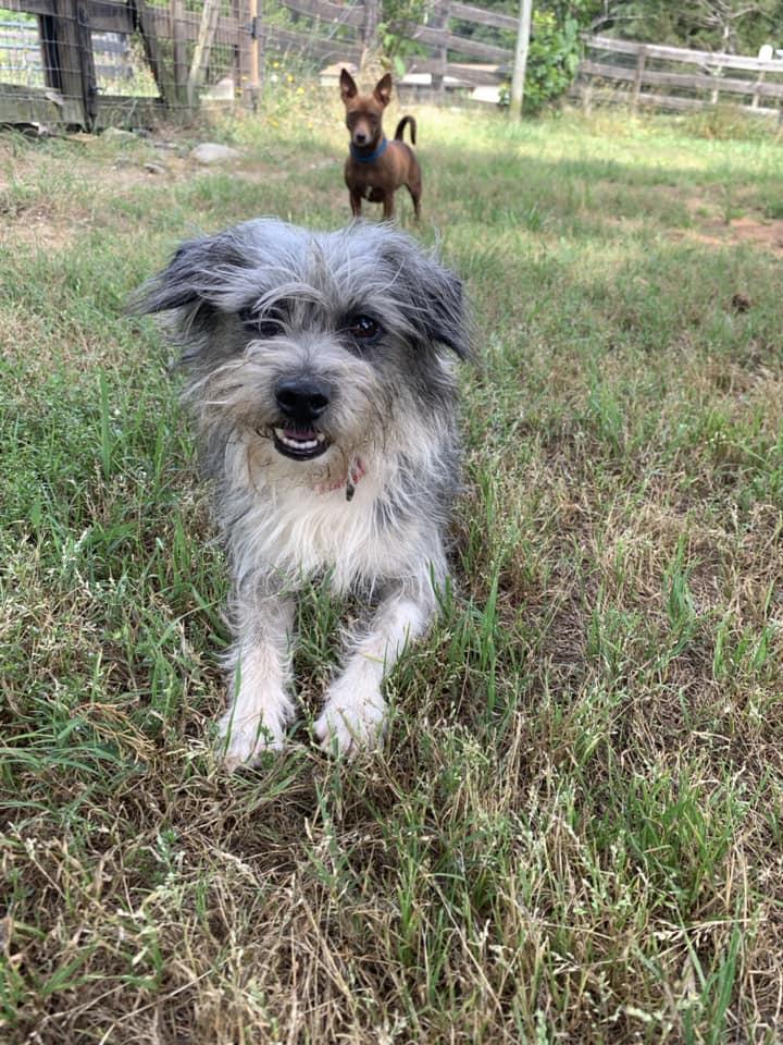 JR, a Adoptable Terrier in Holbrook, NY image 1/3