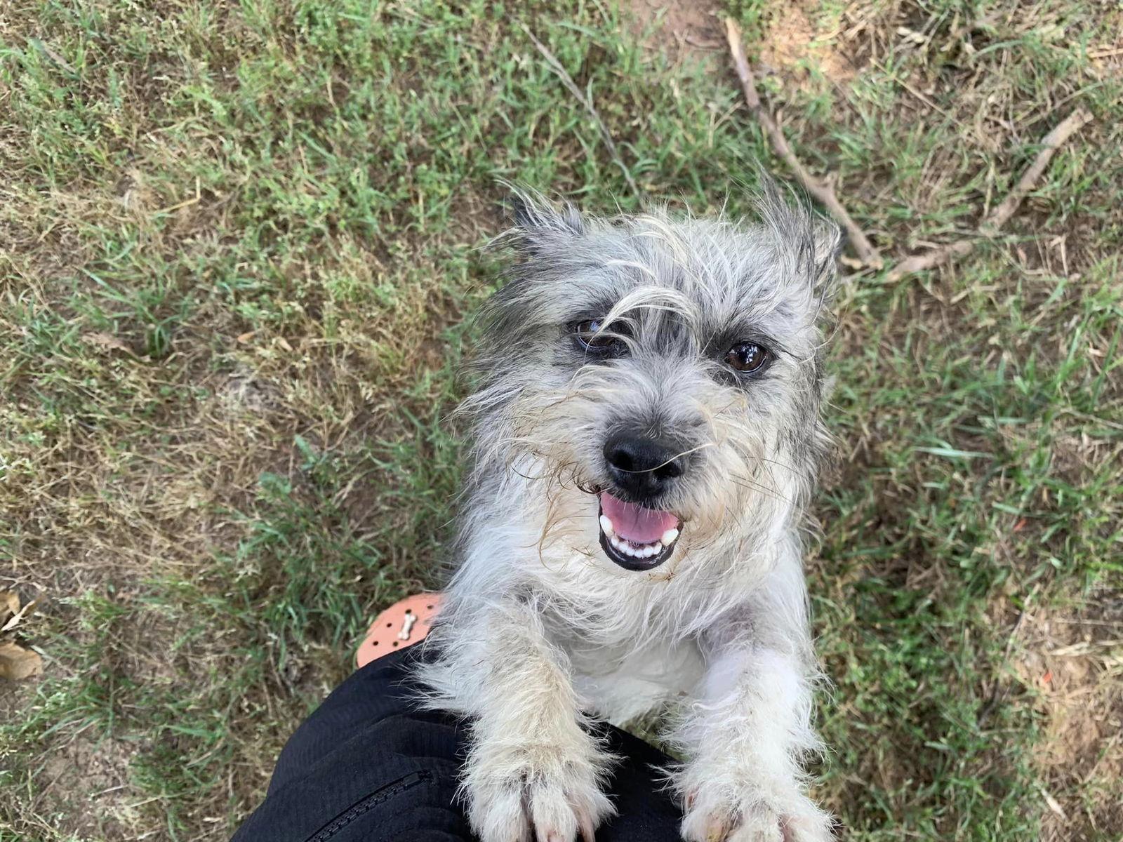 JR, a Adoptable Terrier in Holbrook, NY image 2/3