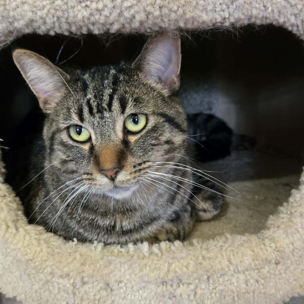 Achilles (SPONSORED), Adoptable, Adult Male Domestic Short Hair.