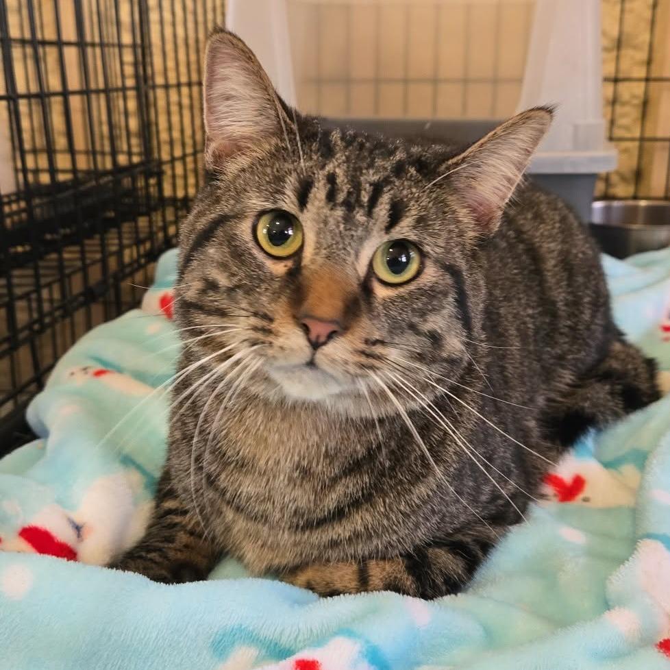 Achilles, Adoptable, Adult Male Domestic Short Hair.