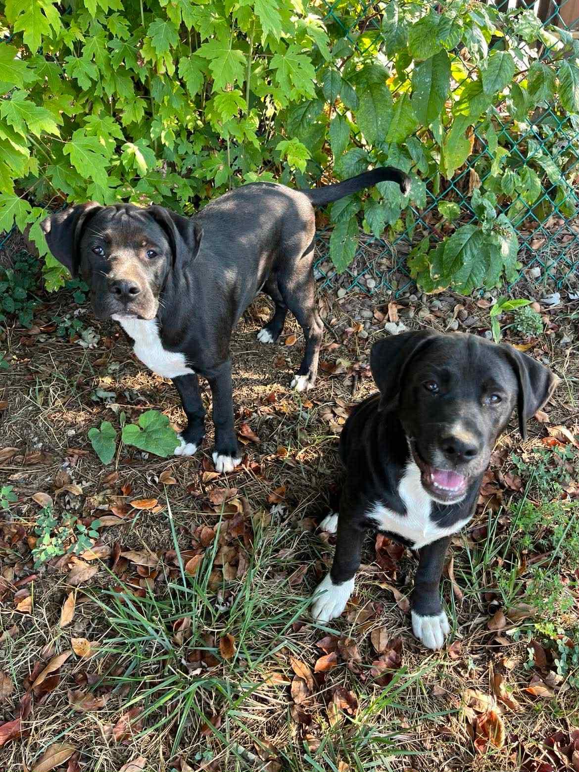 Male puppy