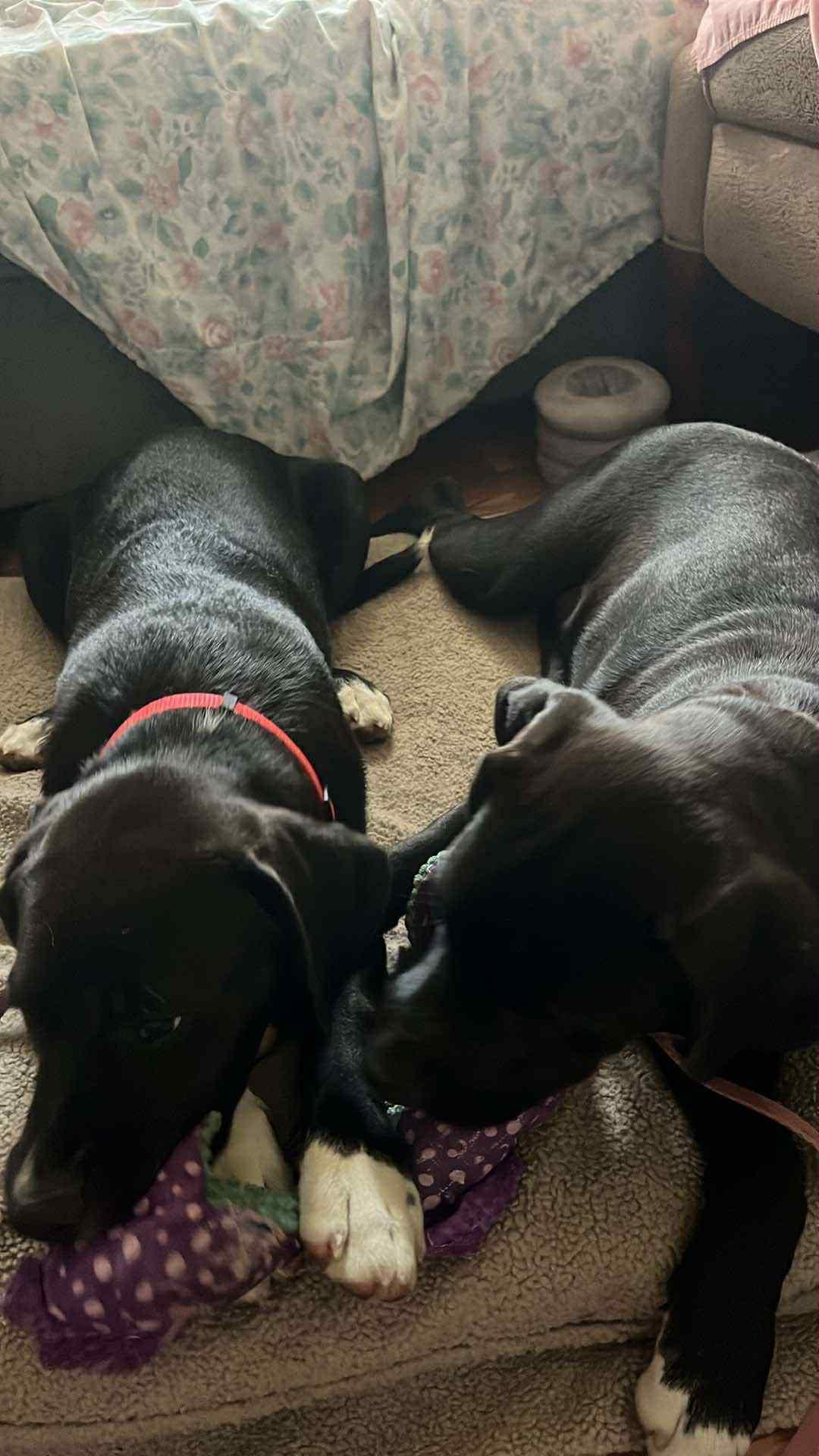 Male puppy