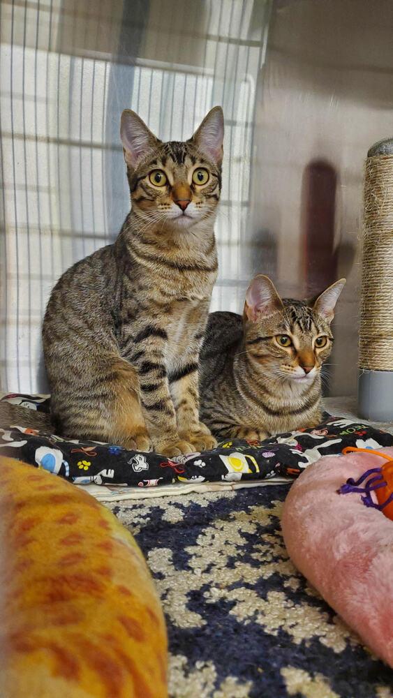 Duchess, a Adoptable Domestic Short Hair in Covington, LA image 1/3