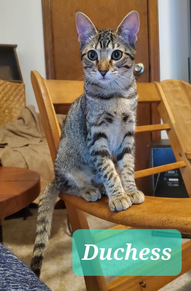 Duchess, a Adoptable Domestic Short Hair in Covington, LA image 2/3