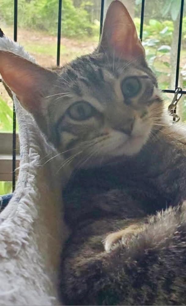 Duchess, a Adoptable Domestic Short Hair in Covington, LA image 3/3