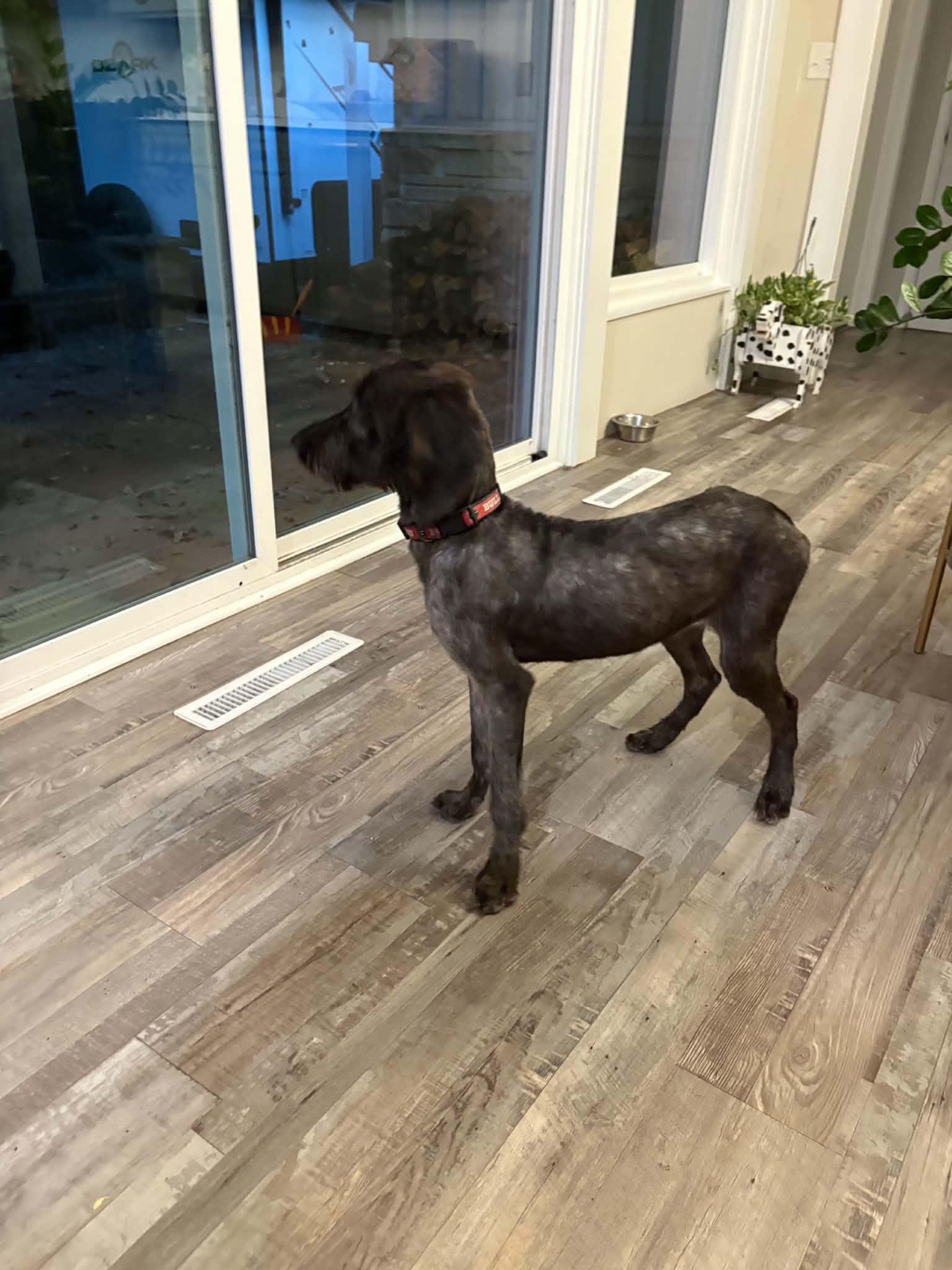 Enlarge Maggie Moo, a Adoptable mixed breed in Jesup, GA image 2/4
