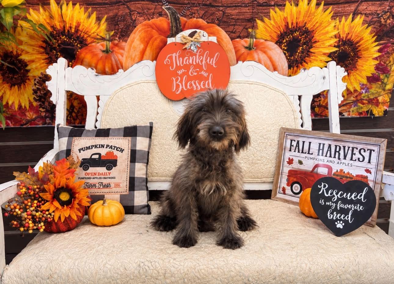 Maggie Moo, Adoptable, Puppy Female Labradoodle & Mixed Breed.