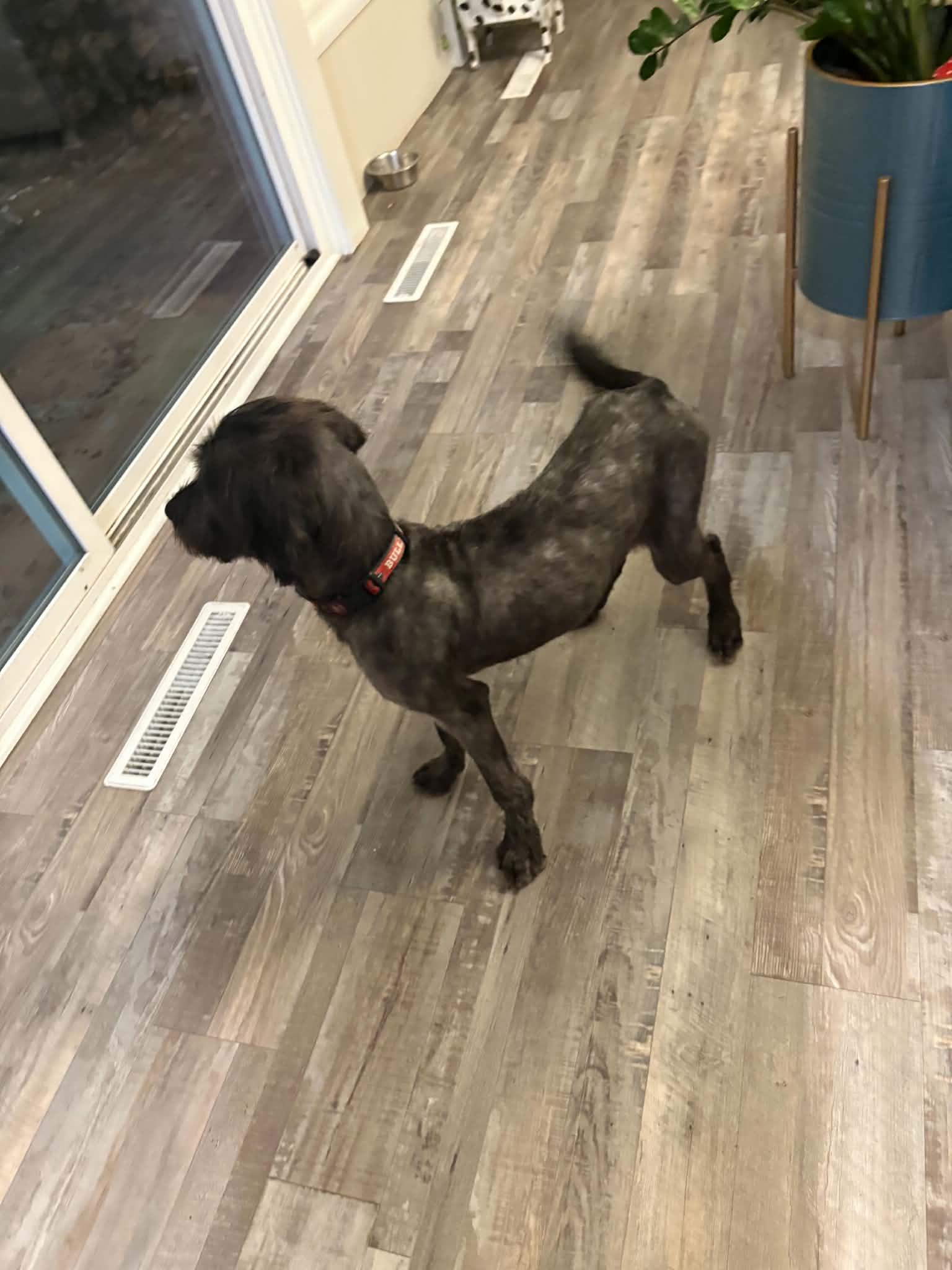 Enlarge Maggie Moo, a Adoptable mixed breed in Jesup, GA image 3/4