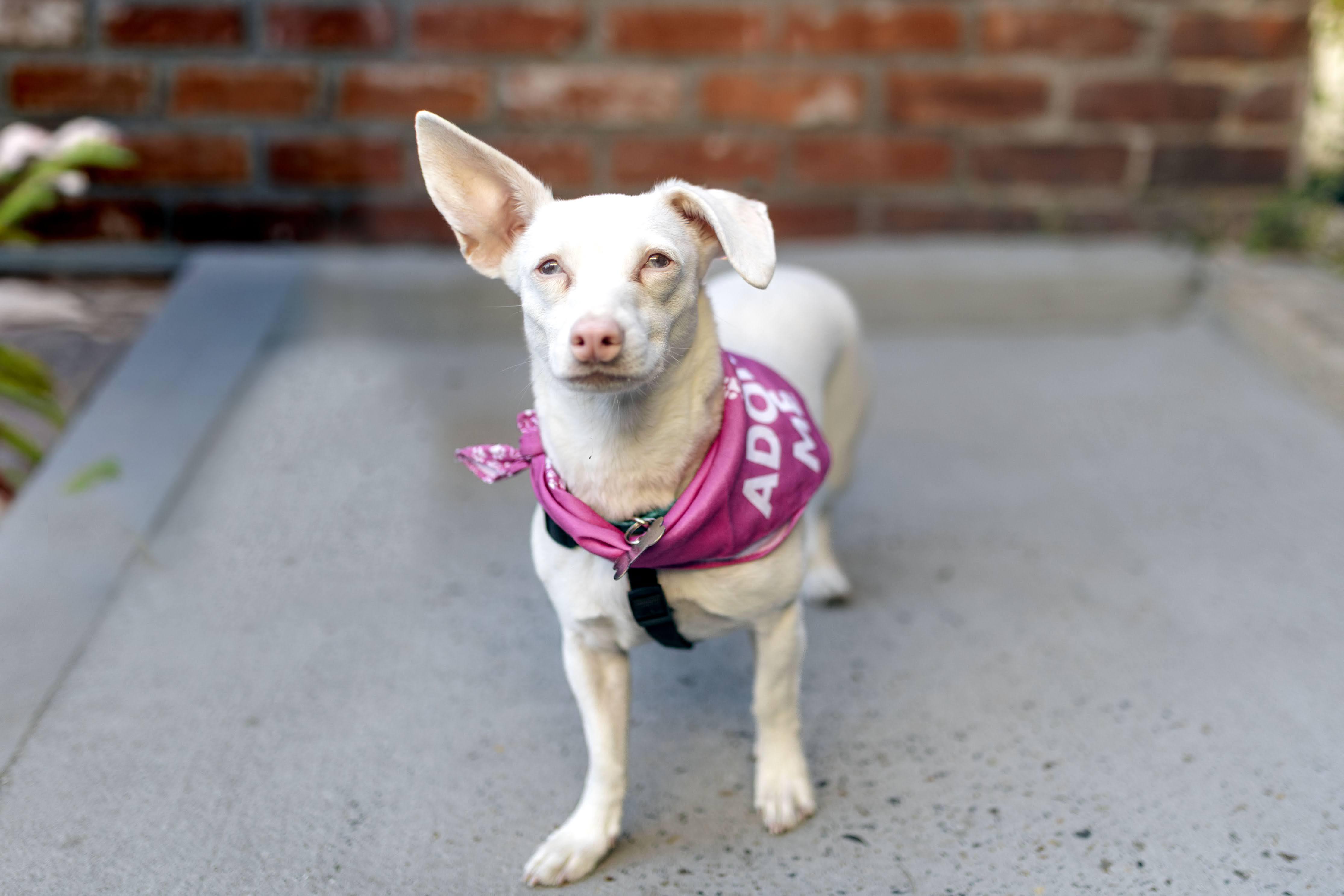 Belladonna The Chiweenie