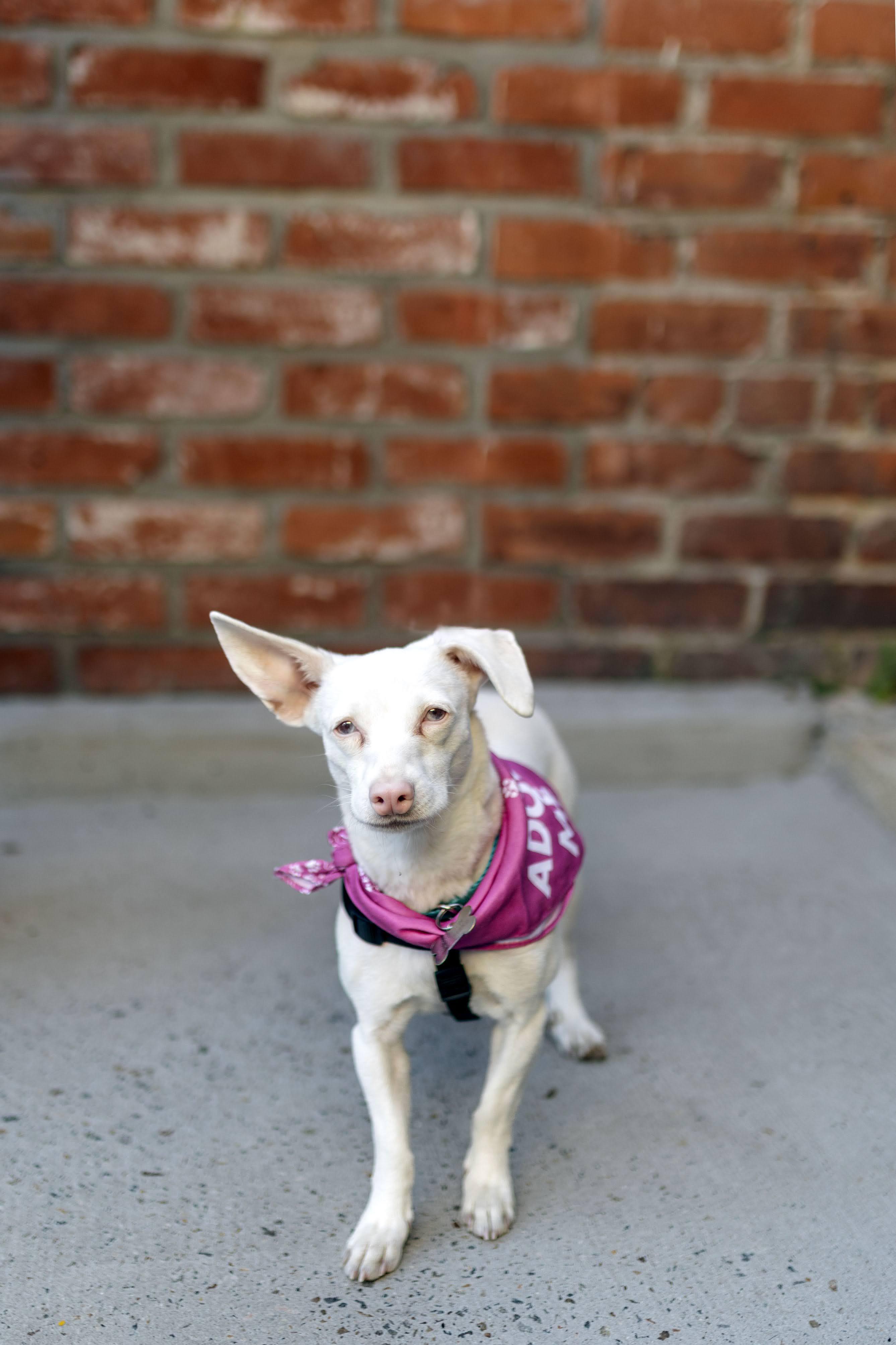 Belladonna The Chiweenie thumbnail 3