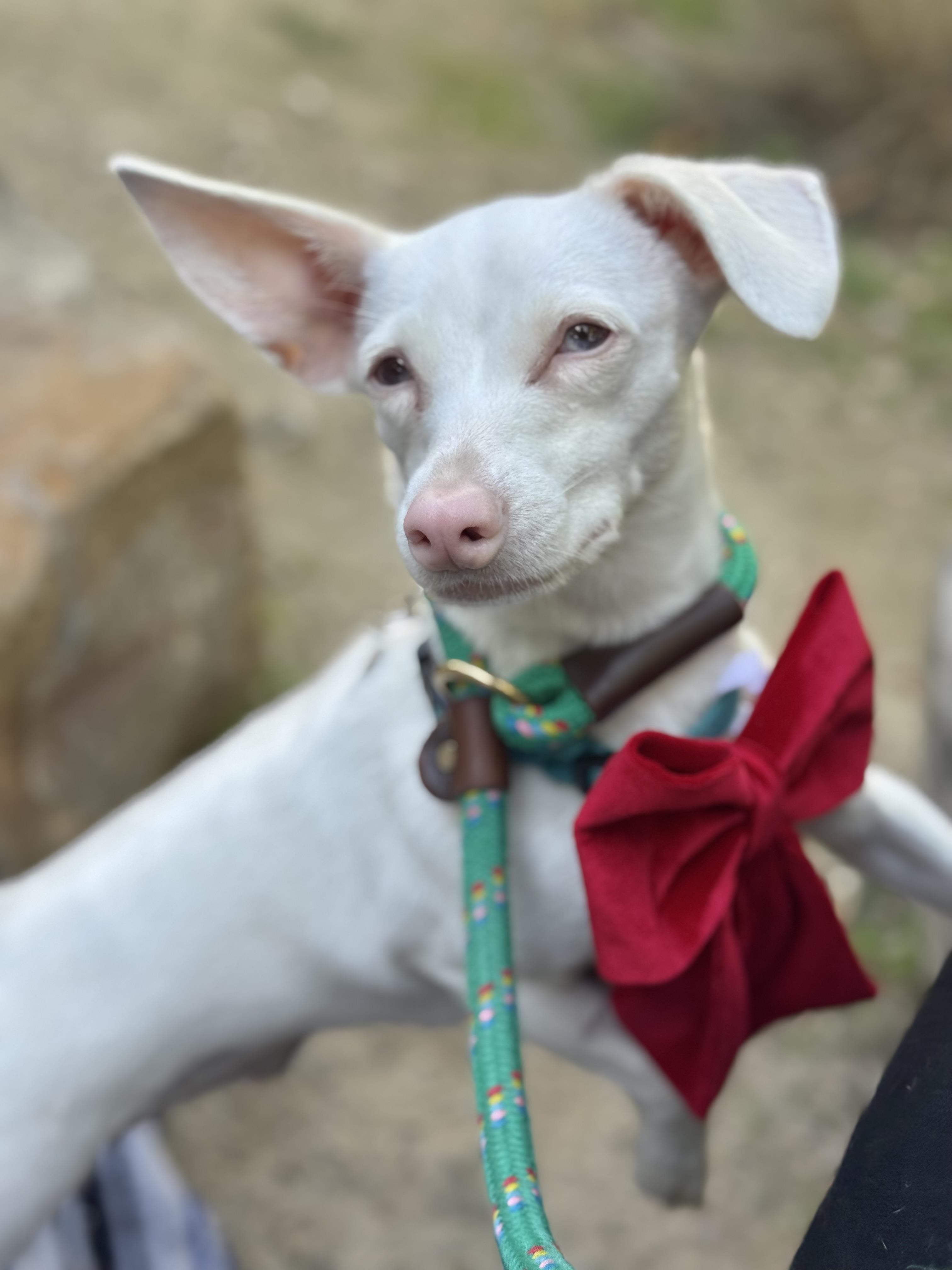 Belladonna The Chiweenie thumbnail 4