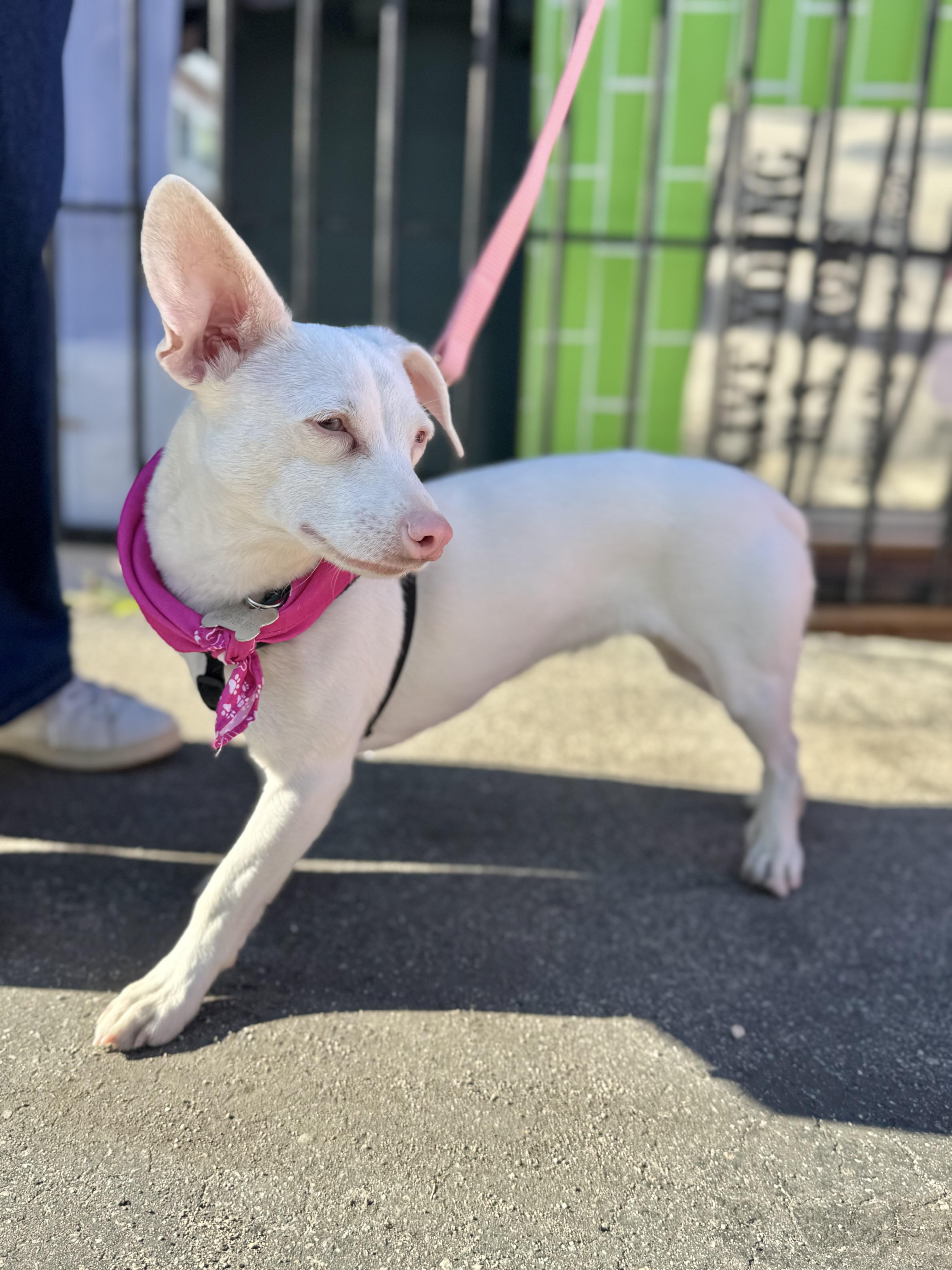 Belladonna The Chiweenie thumbnail 5