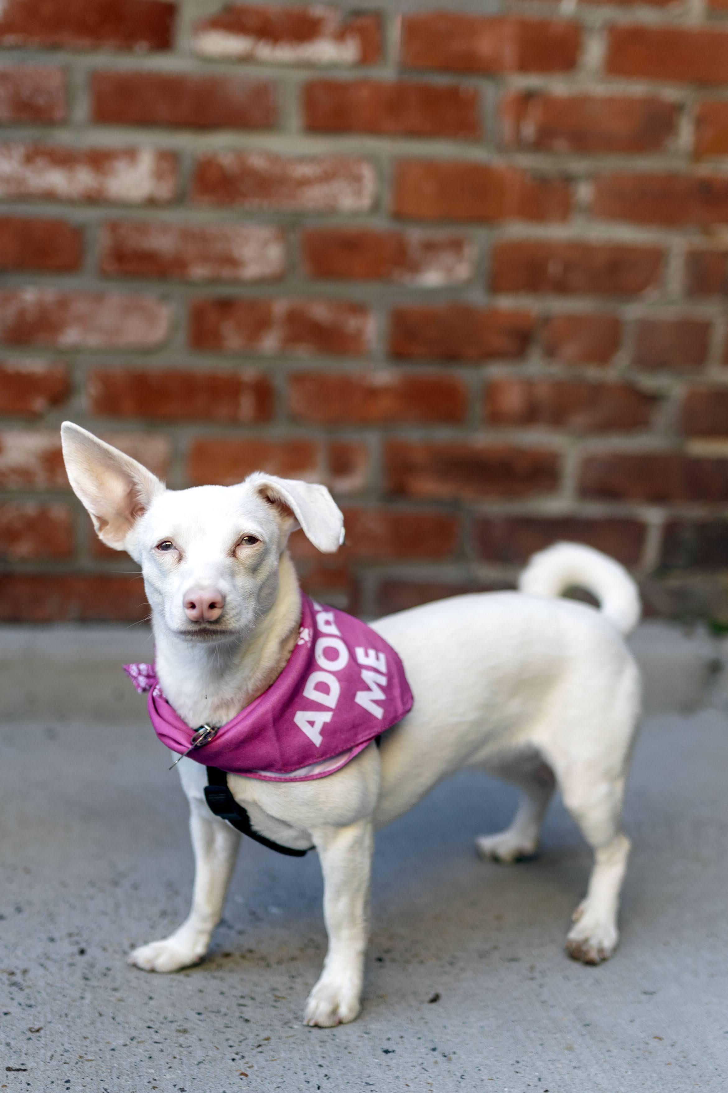 Belladonna The Chiweenie thumbnail 6