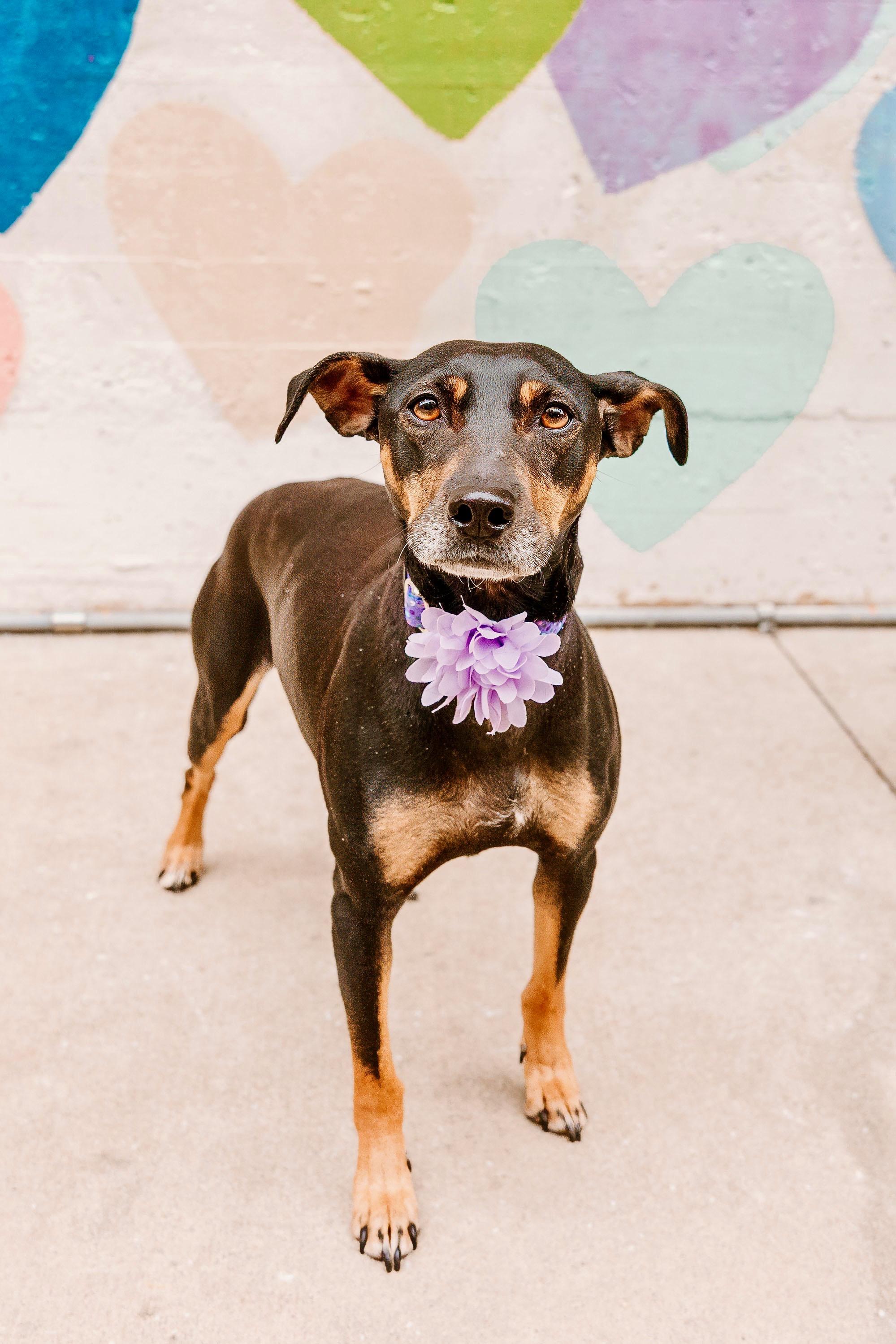 Enlarge Bella , a ADOPTABLE mixed breed in Waxhaw, NC image 5/5