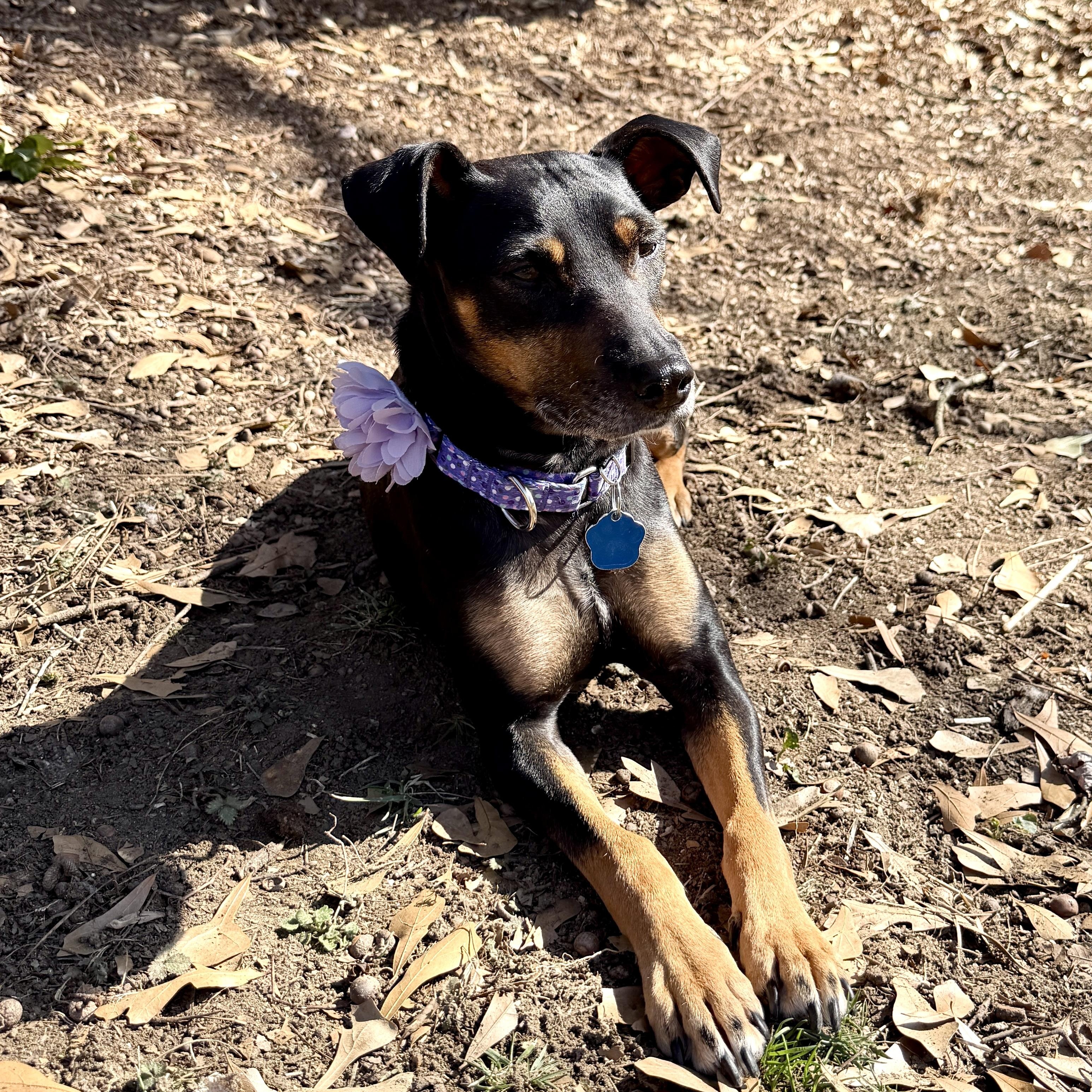 Enlarge Bella , a ADOPTABLE mixed breed in Waxhaw, NC image 2/5