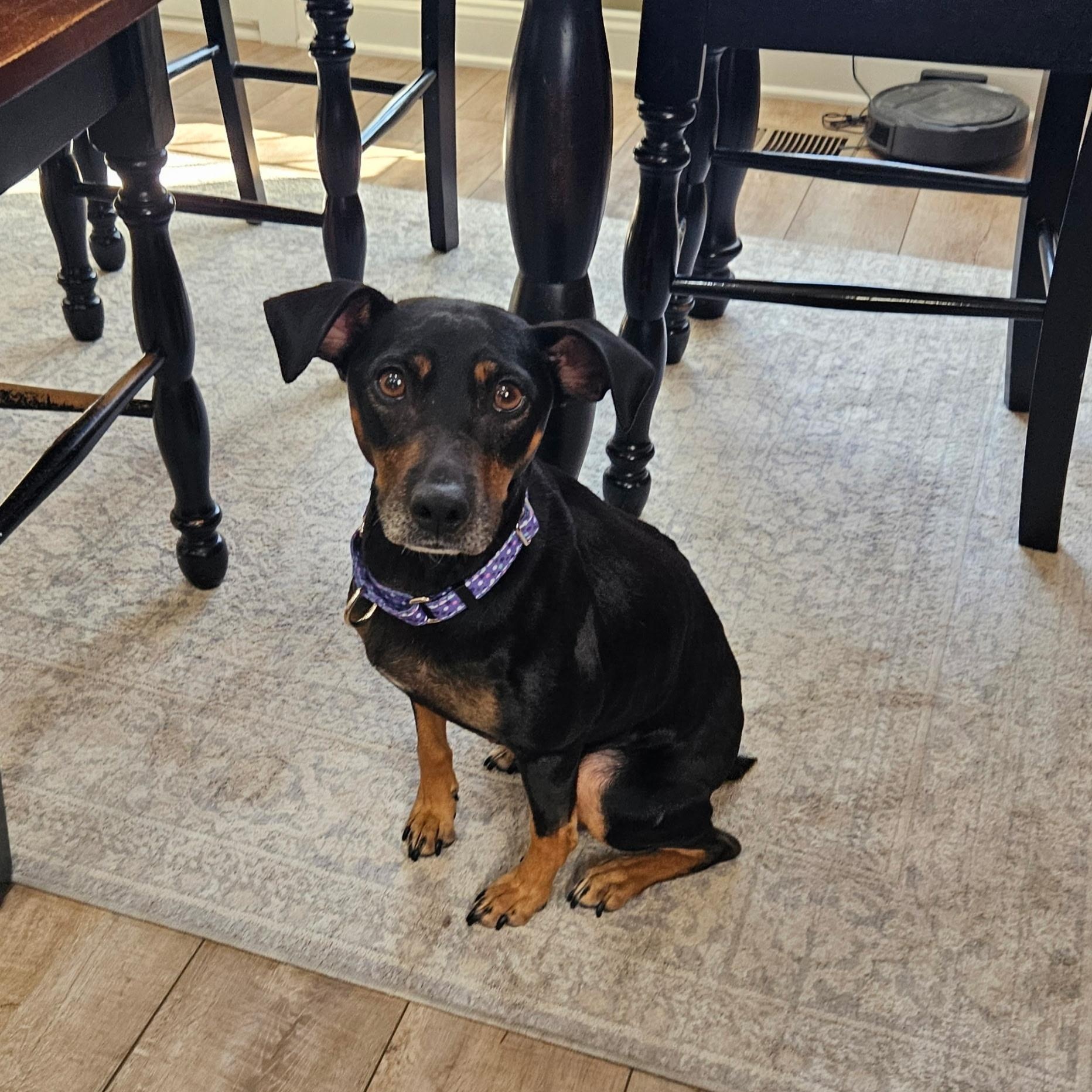 Enlarge Bella , a ADOPTABLE mixed breed in Waxhaw, NC image 2/3