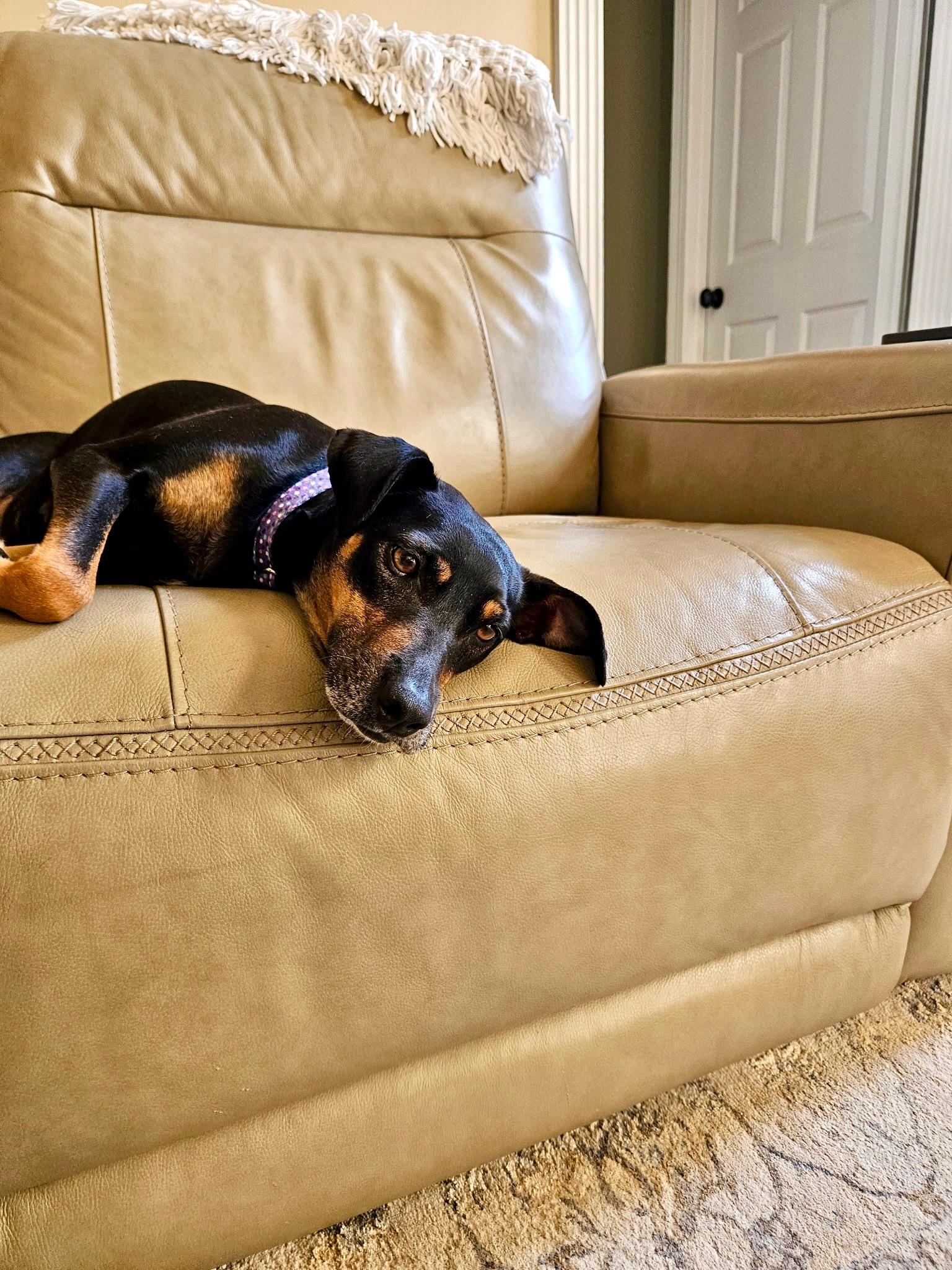 Enlarge Bella , a ADOPTABLE mixed breed in Waxhaw, NC image 5/6