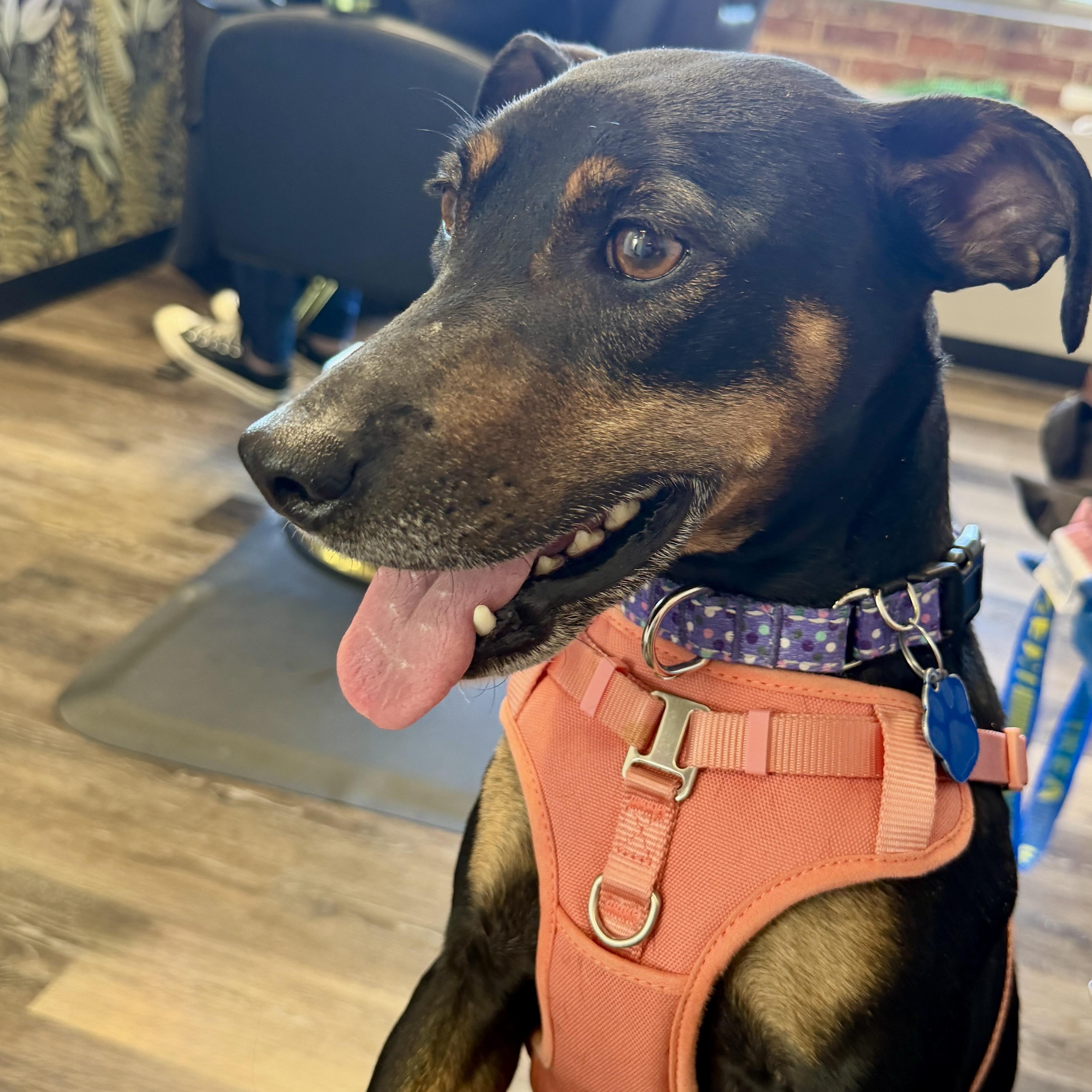 Enlarge Bella , a ADOPTABLE mixed breed in Waxhaw, NC image 1/5