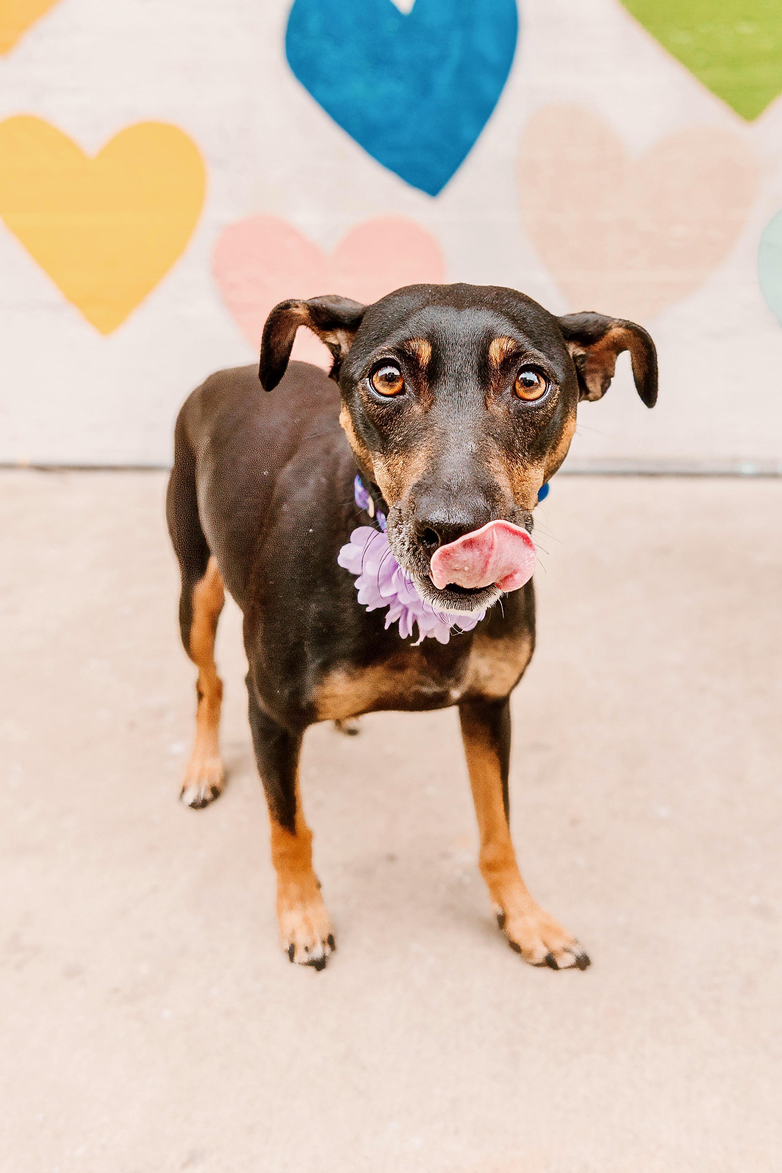 Enlarge Bella , a ADOPTABLE mixed breed in Waxhaw, NC image 2/5