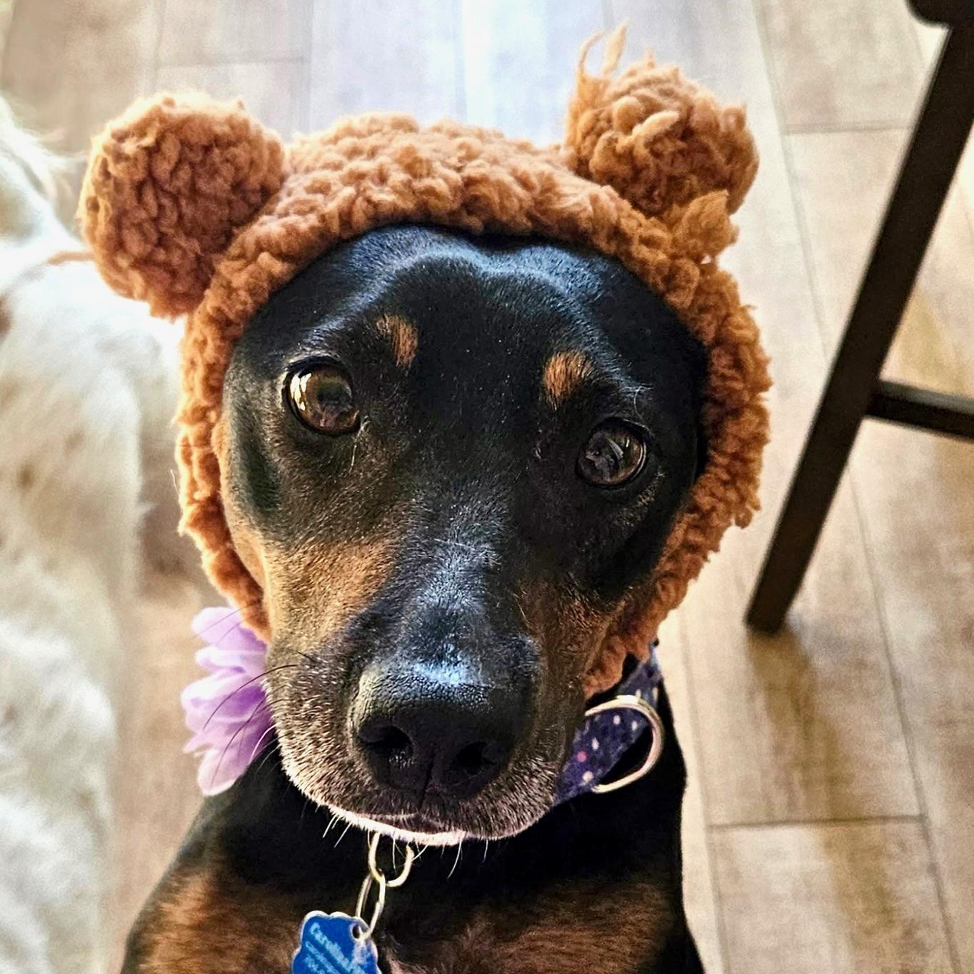 Enlarge Bella , a ADOPTABLE mixed breed in Waxhaw, NC image 5/5