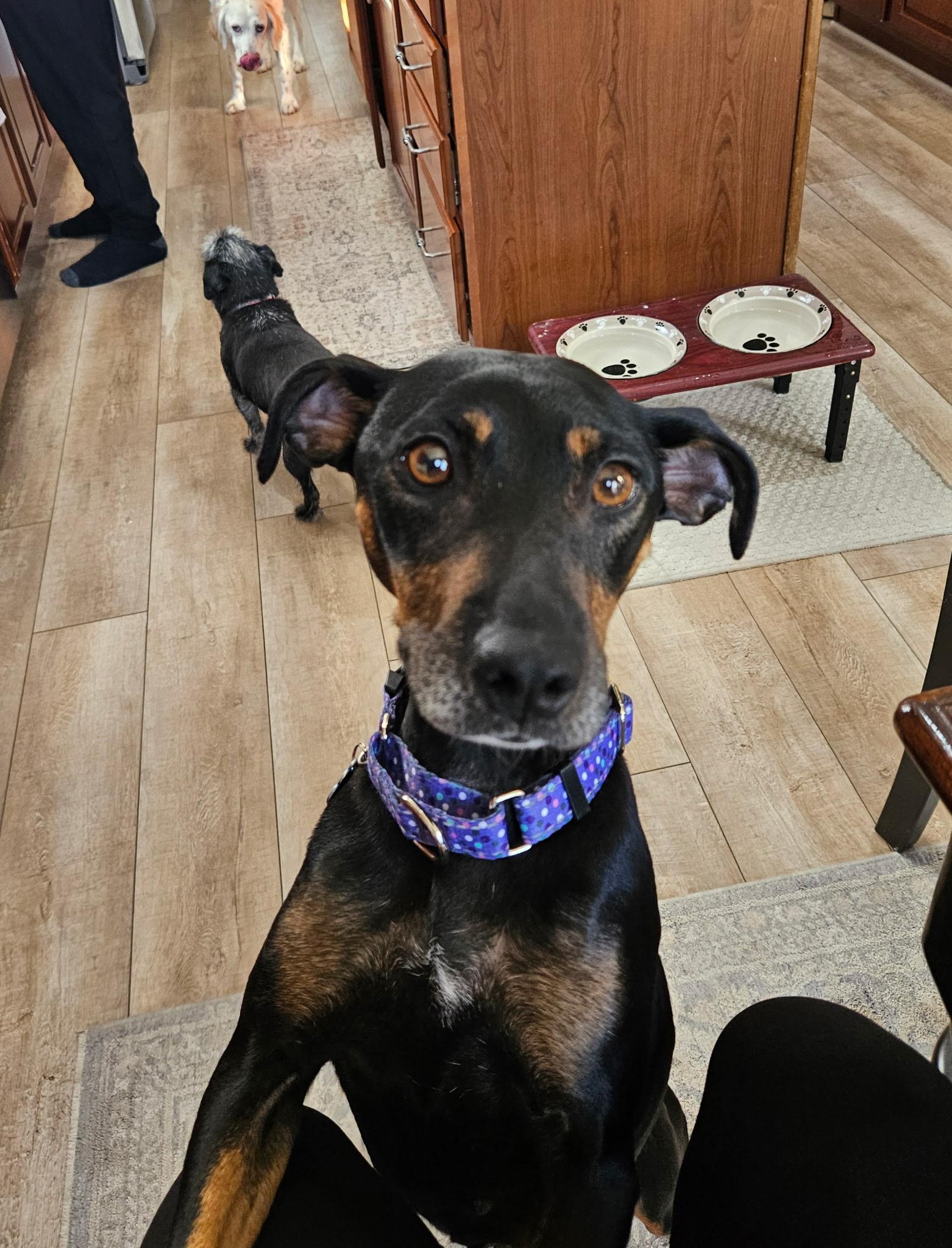 Enlarge Bella , a ADOPTABLE mixed breed in Waxhaw, NC image 1/3