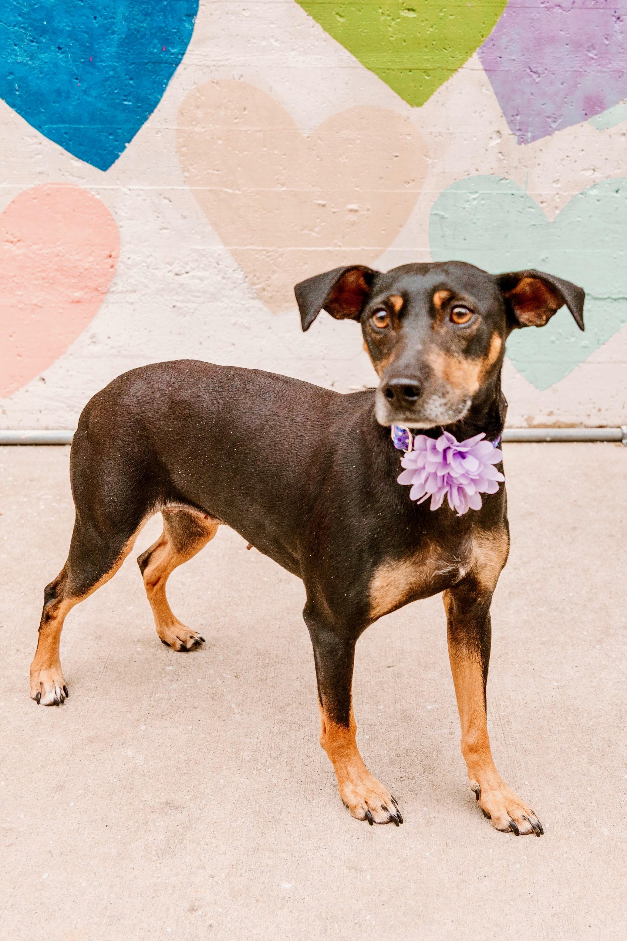 Enlarge Bella , a ADOPTABLE mixed breed in Waxhaw, NC image 1/5
