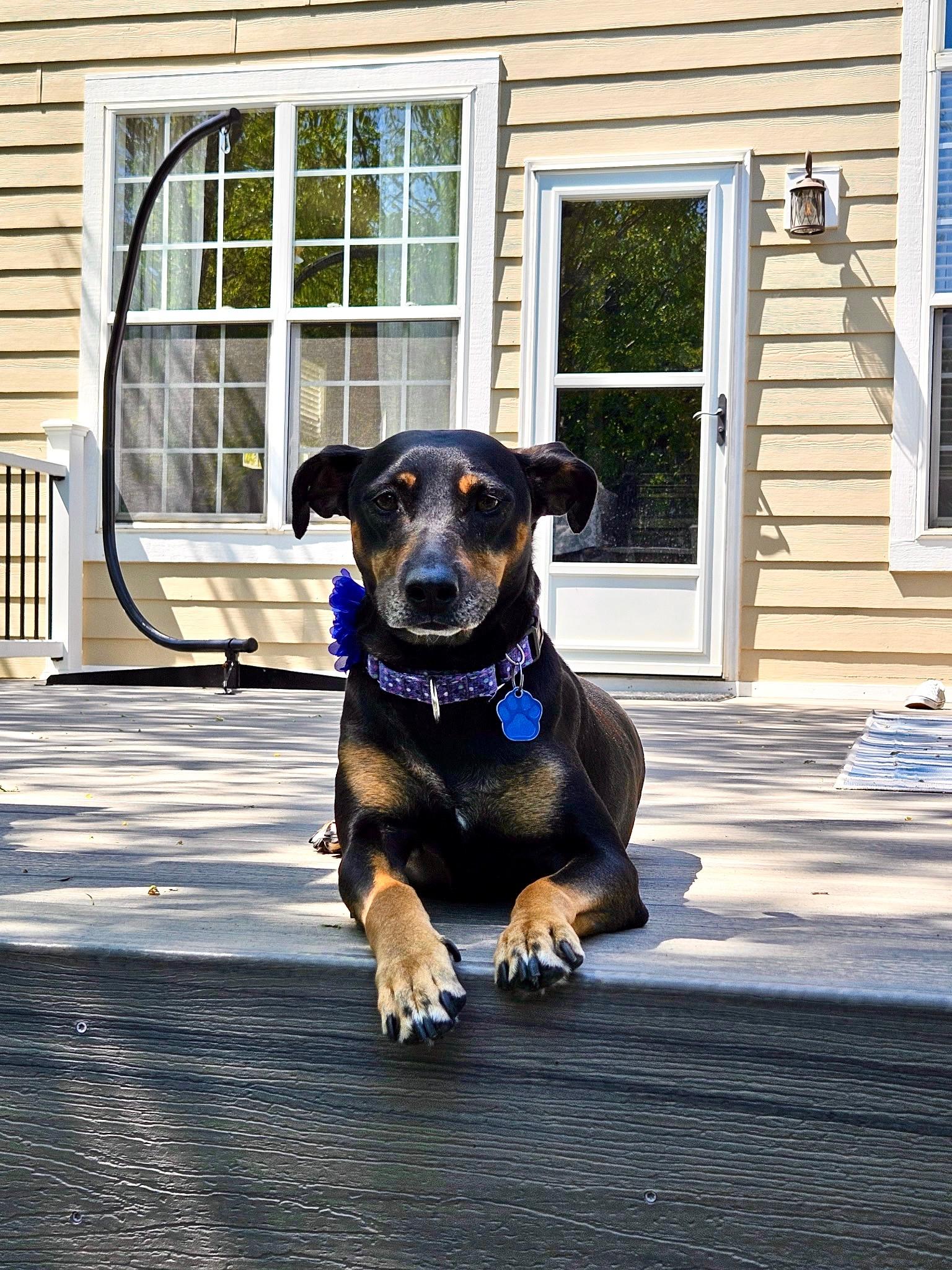 Enlarge Bella , a ADOPTABLE mixed breed in Waxhaw, NC image 4/6
